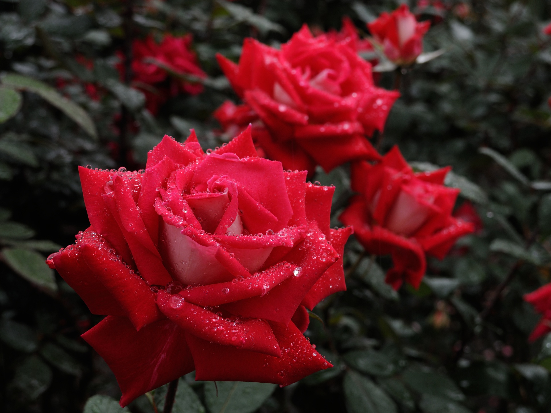 Descarga gratis la imagen Flores, Rosa, Tierra/naturaleza en el escritorio de tu PC