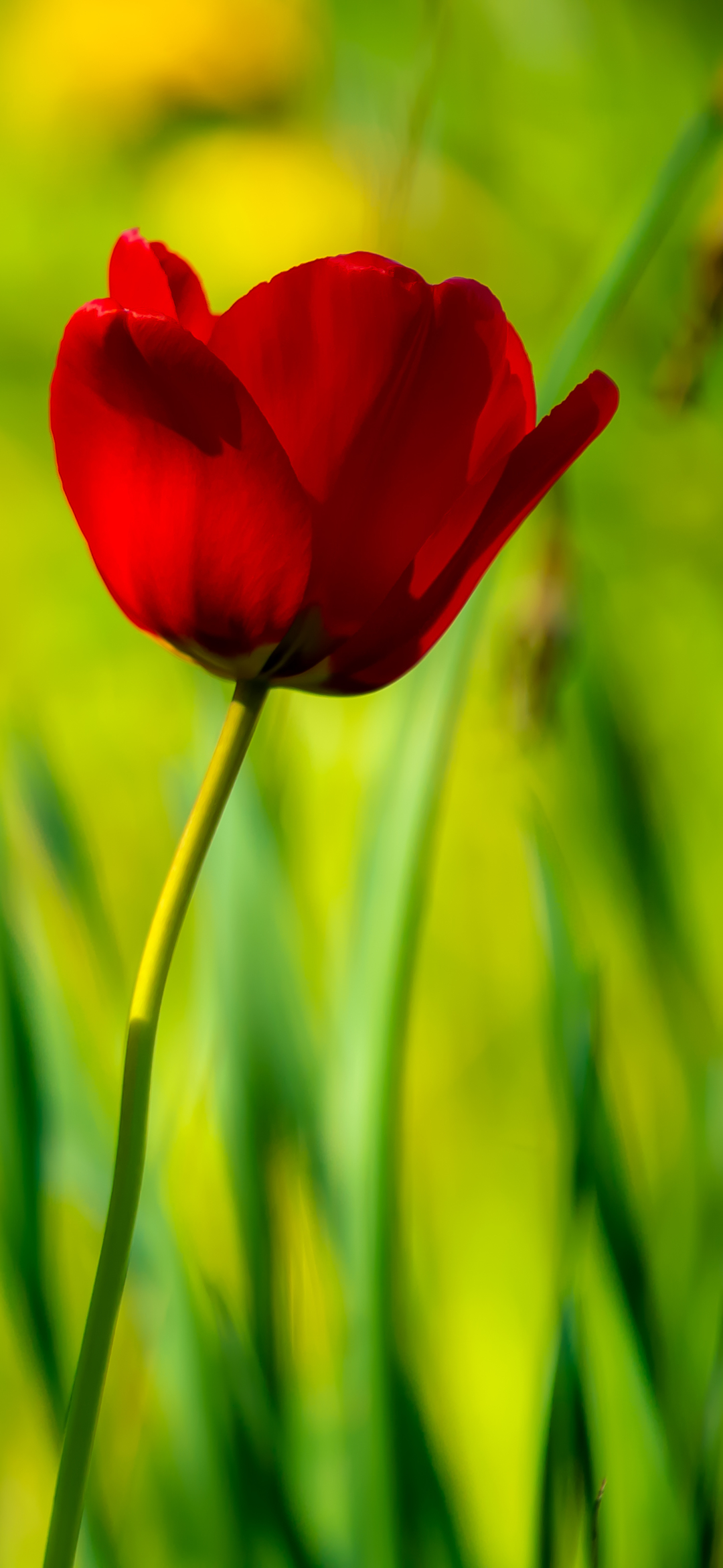 Descarga gratuita de fondo de pantalla para móvil de Naturaleza, Flores, De Cerca, Tulipán, Flor Roja, Tierra/naturaleza.