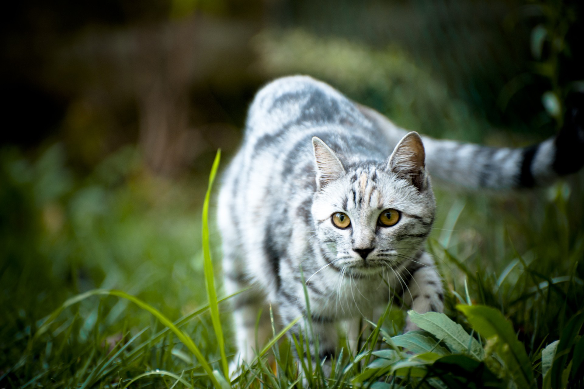 Handy-Wallpaper Tiere, Katzen, Katze kostenlos herunterladen.