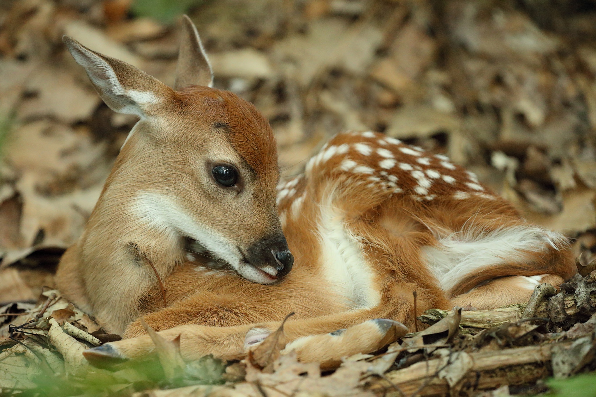 955297壁紙のダウンロード動物, 鹿, 赤ちゃん動物, 子鹿-スクリーンセーバーと写真を無料で