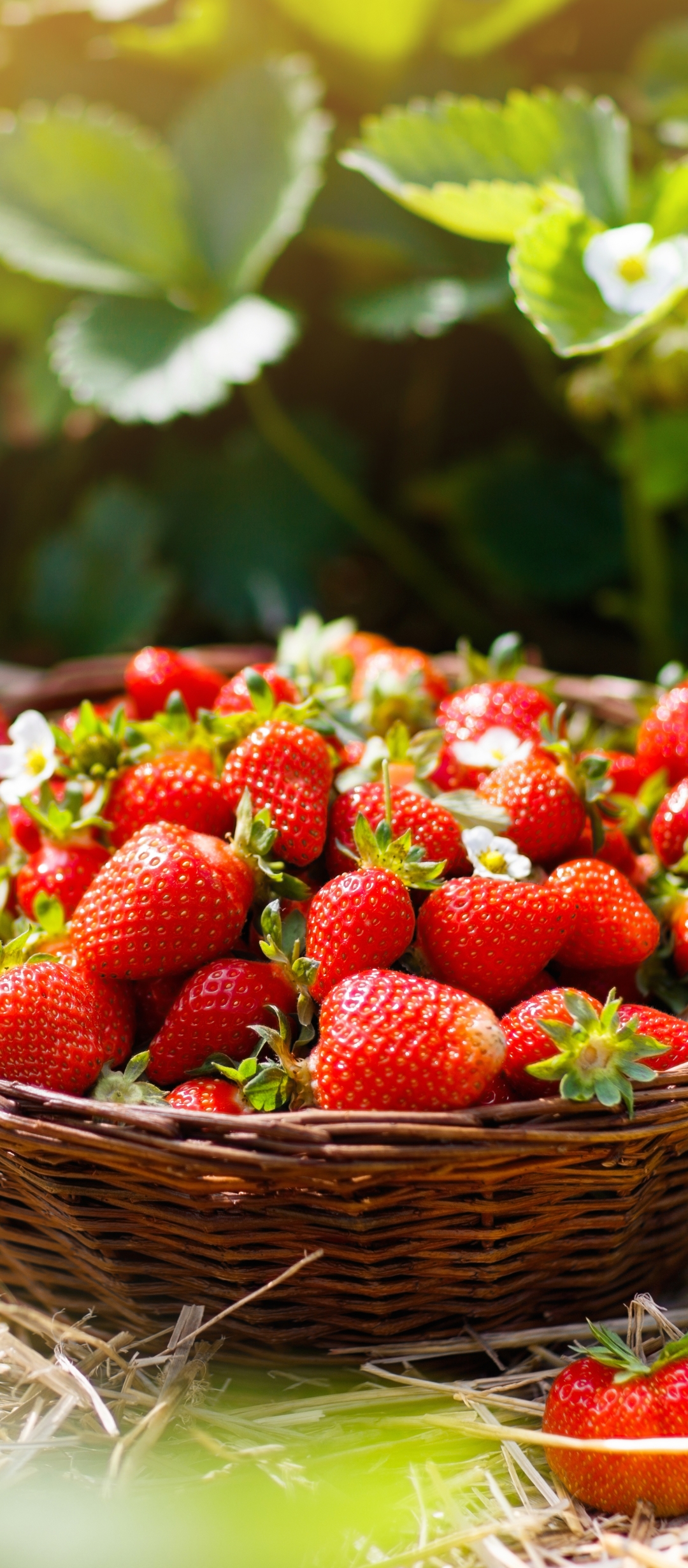 Download mobile wallpaper Fruits, Food, Strawberry, Fruit, Basket for free.