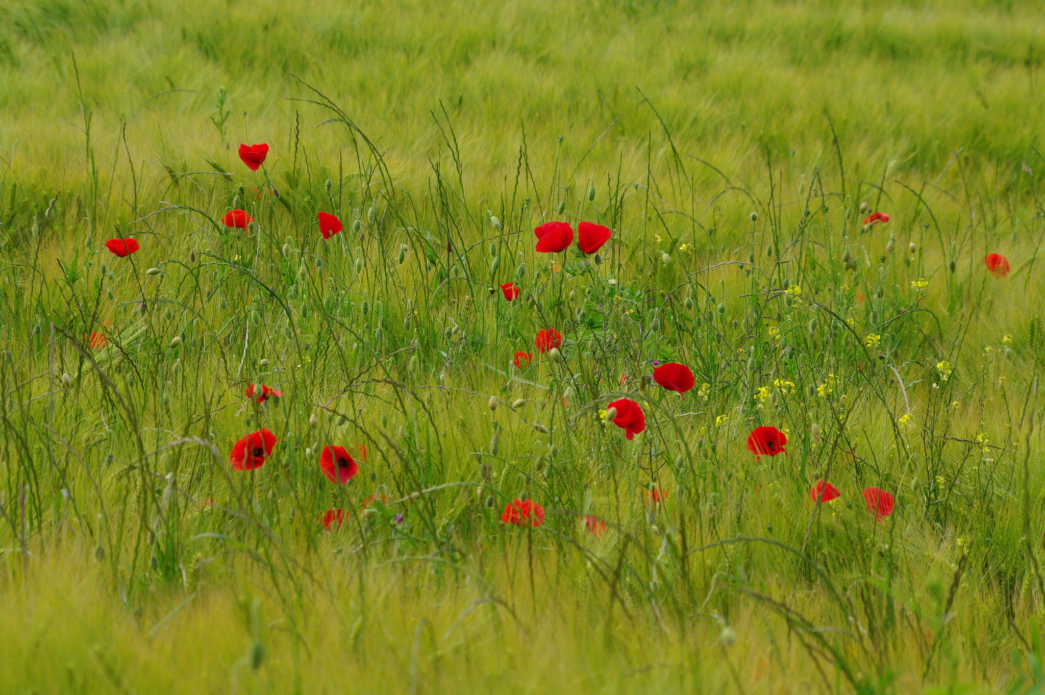 Descarga gratis la imagen Naturaleza, Flores, Flor, Prado, Amapola, Flor Roja, Tierra/naturaleza en el escritorio de tu PC