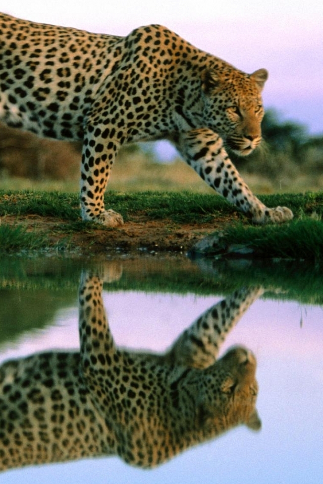 Descarga gratuita de fondo de pantalla para móvil de Animales, Gatos, Leopardo.