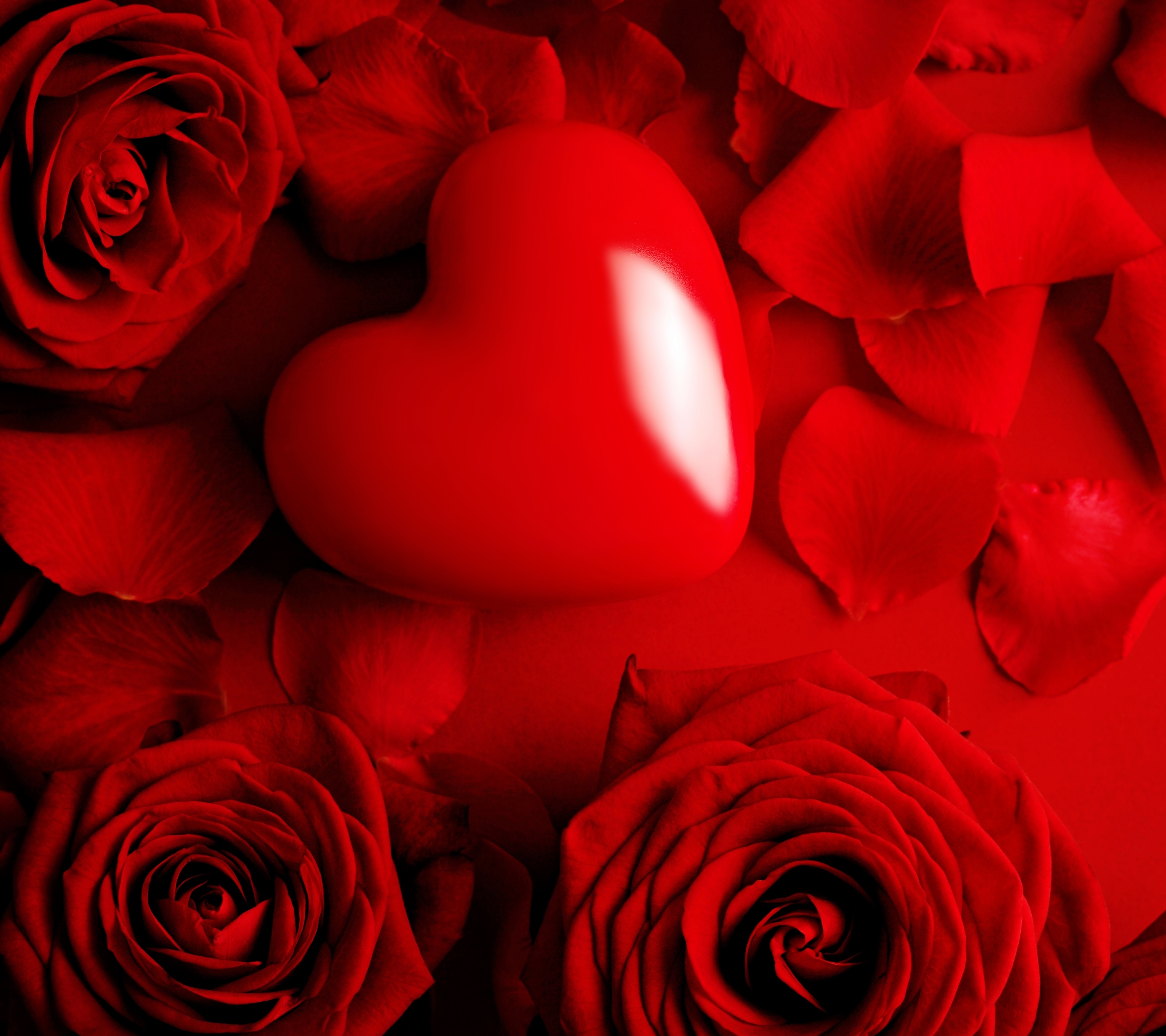 Download mobile wallpaper Flowers, Love, Flower, Rose, Earth, Heart, Red Rose, Red Flower for free.
