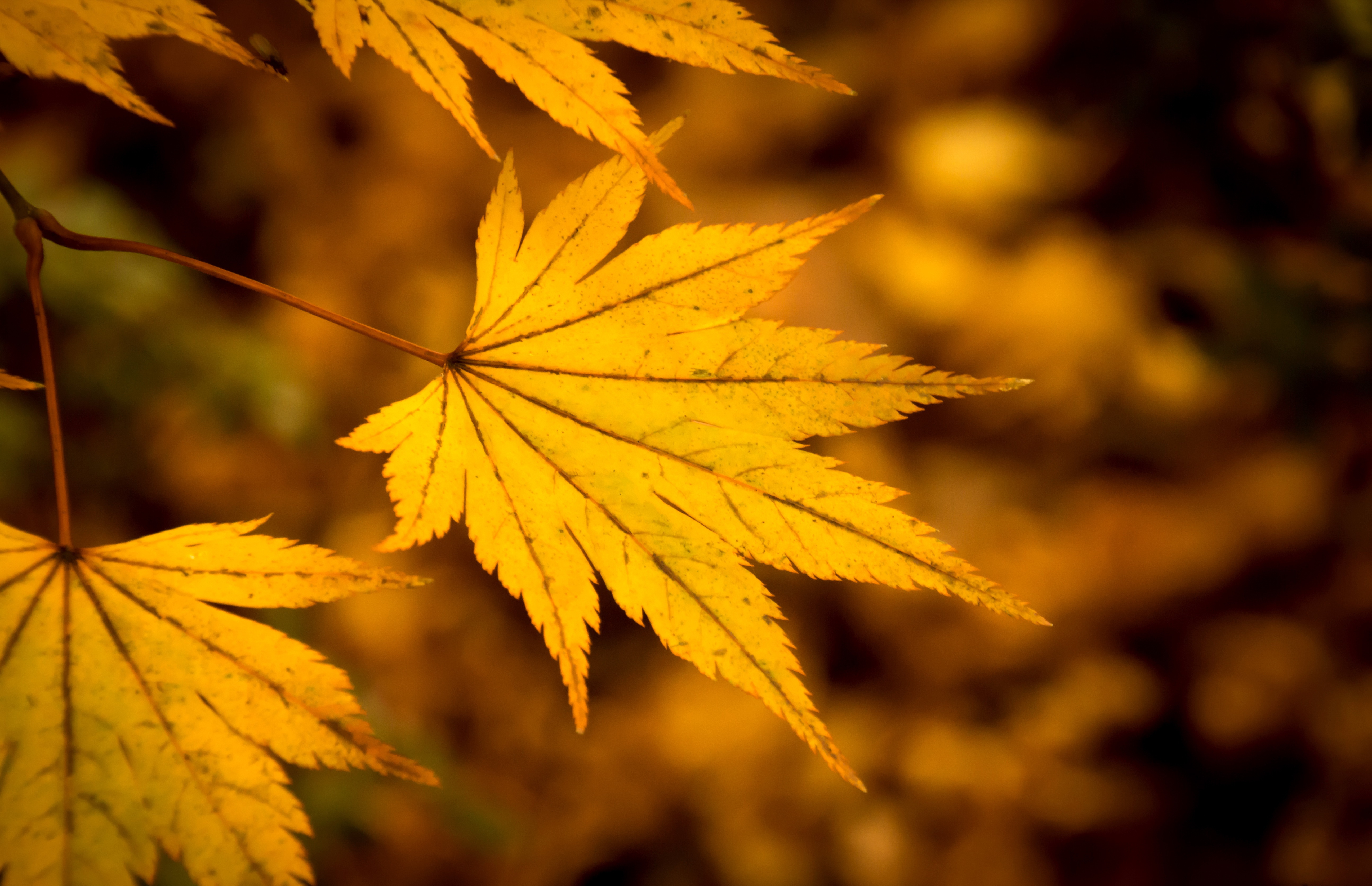 PCデスクトップに自然, 秋, 葉, 閉じる, 地球, ぼかし画像を無料でダウンロード