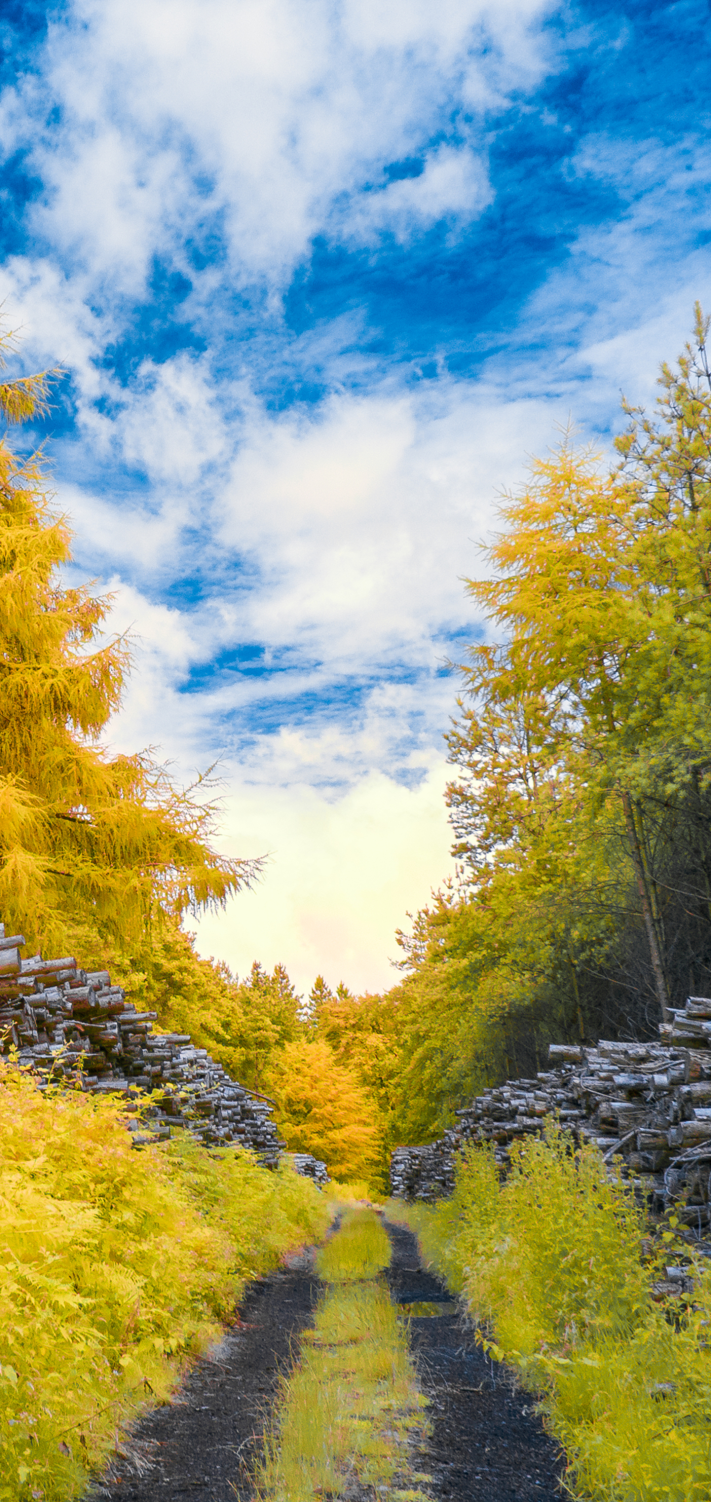 Handy-Wallpaper Natur, Wald, Pfad, Erde/natur kostenlos herunterladen.