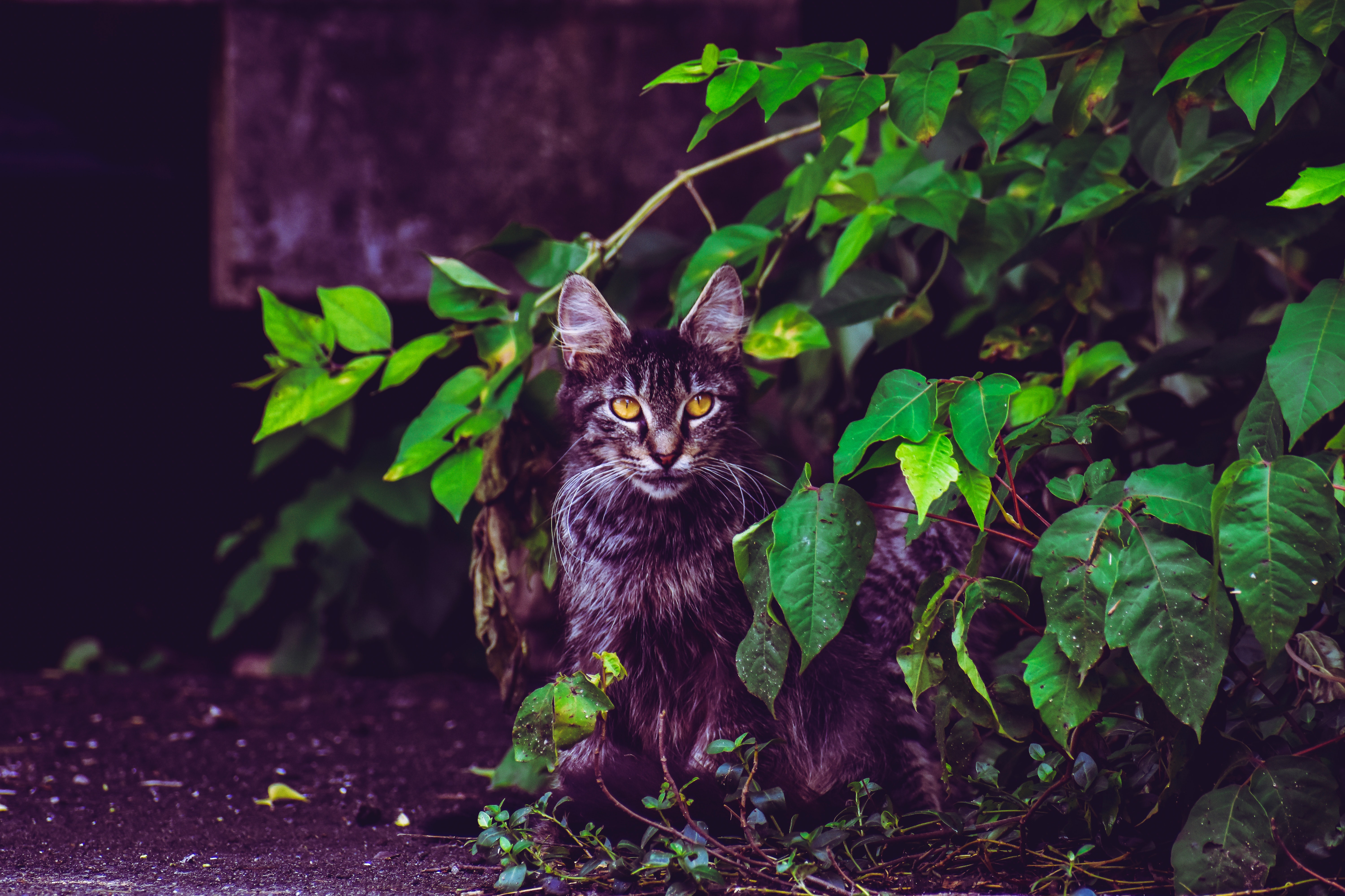 Скачати мобільні шпалери Кішка, Тварина, Коти безкоштовно.