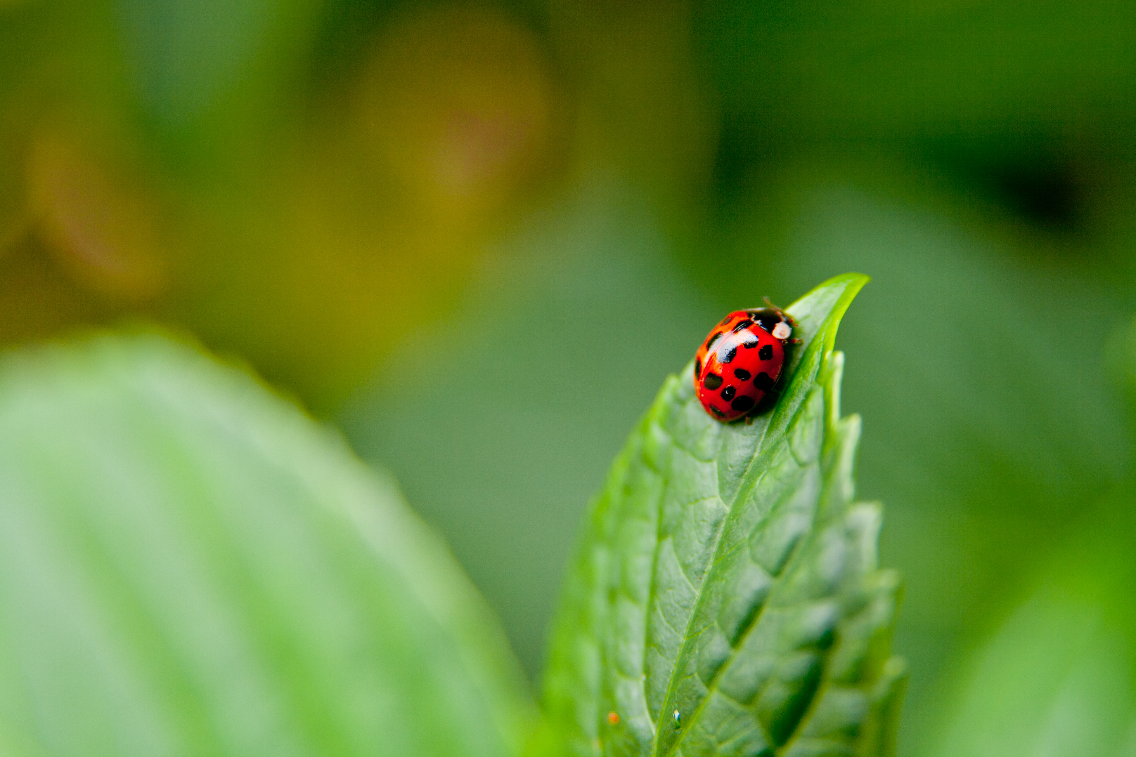 Download mobile wallpaper Macro, Leaf, Insect, Animal, Ladybug for free.