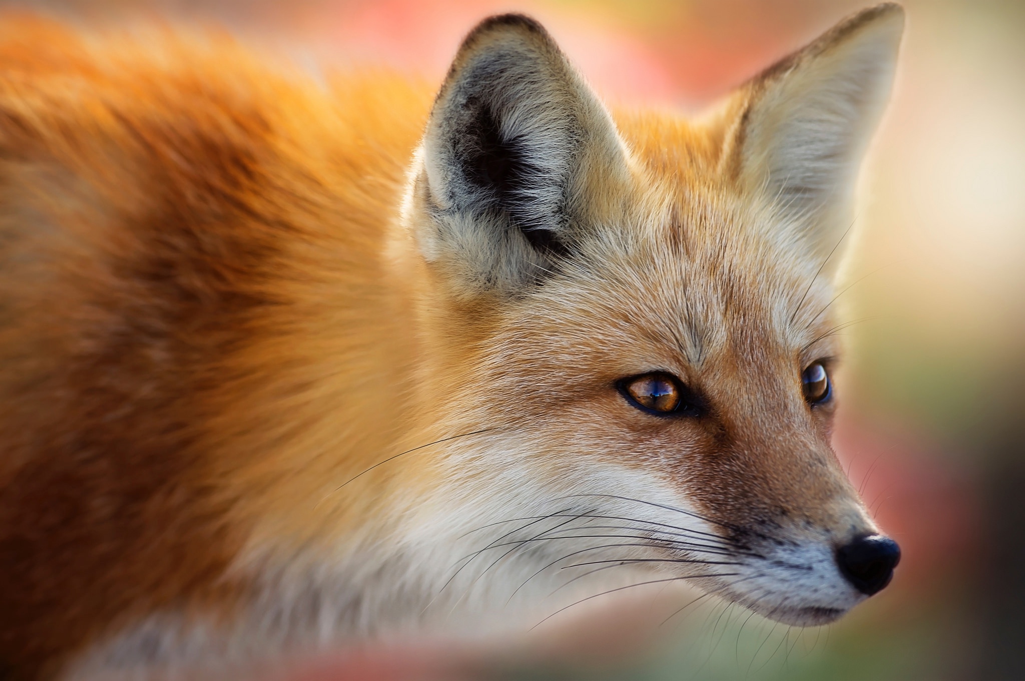 Free download wallpaper Fox, Muzzle, Animal on your PC desktop