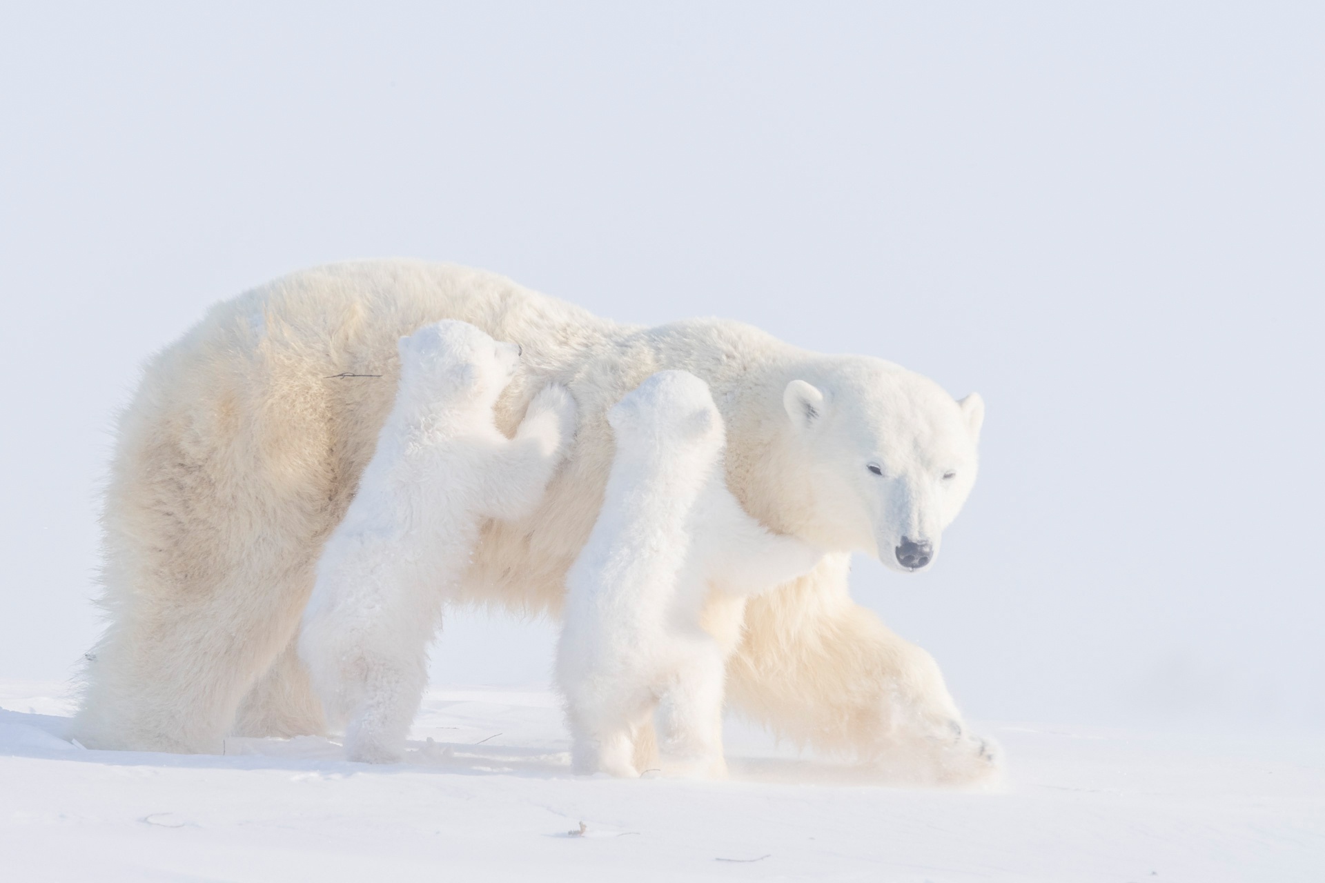 Download mobile wallpaper Bears, Bear, Animal, Polar Bear, Baby Animal, Cub for free.