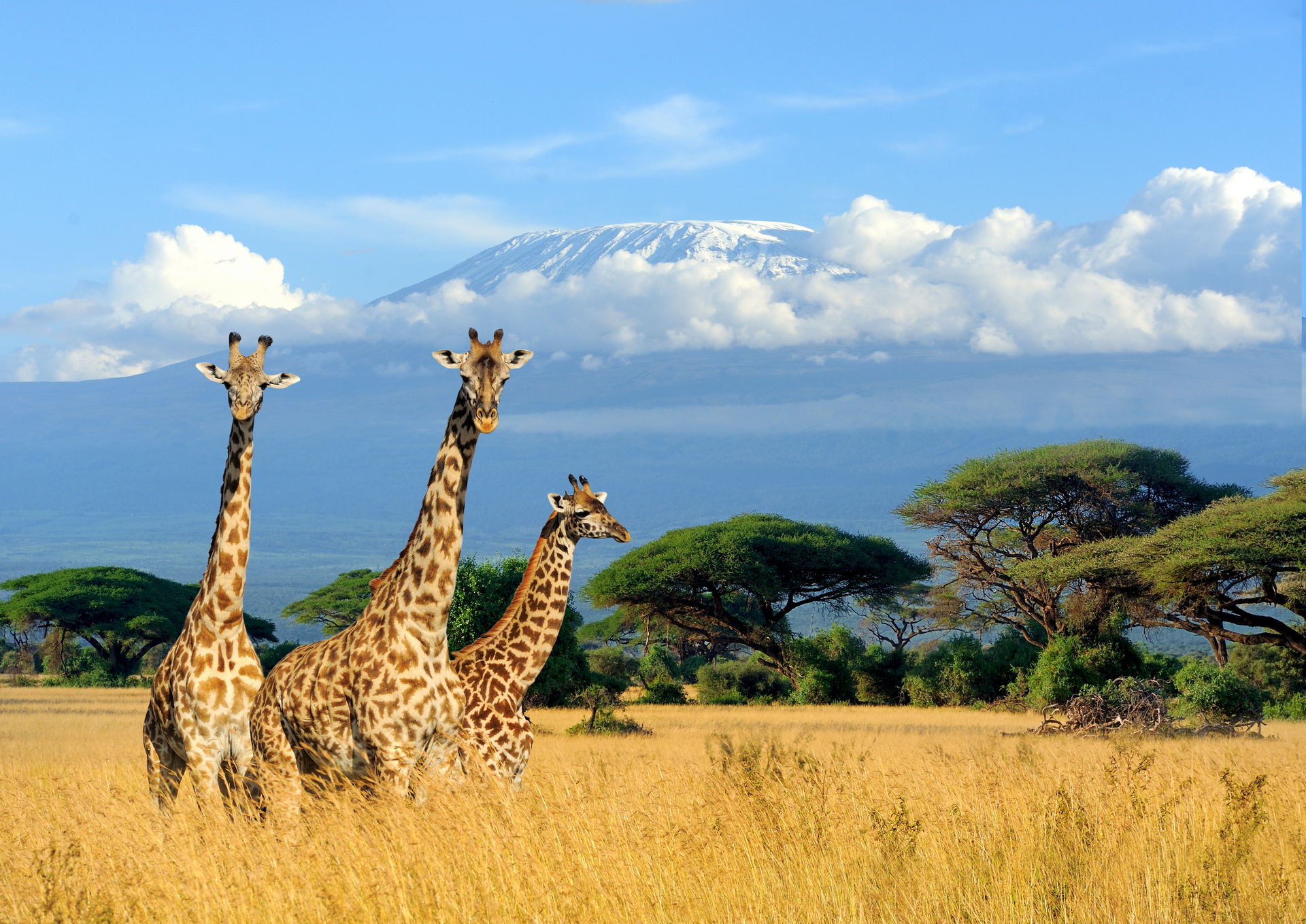 Téléchargez gratuitement l'image Animaux, Girafe sur le bureau de votre PC