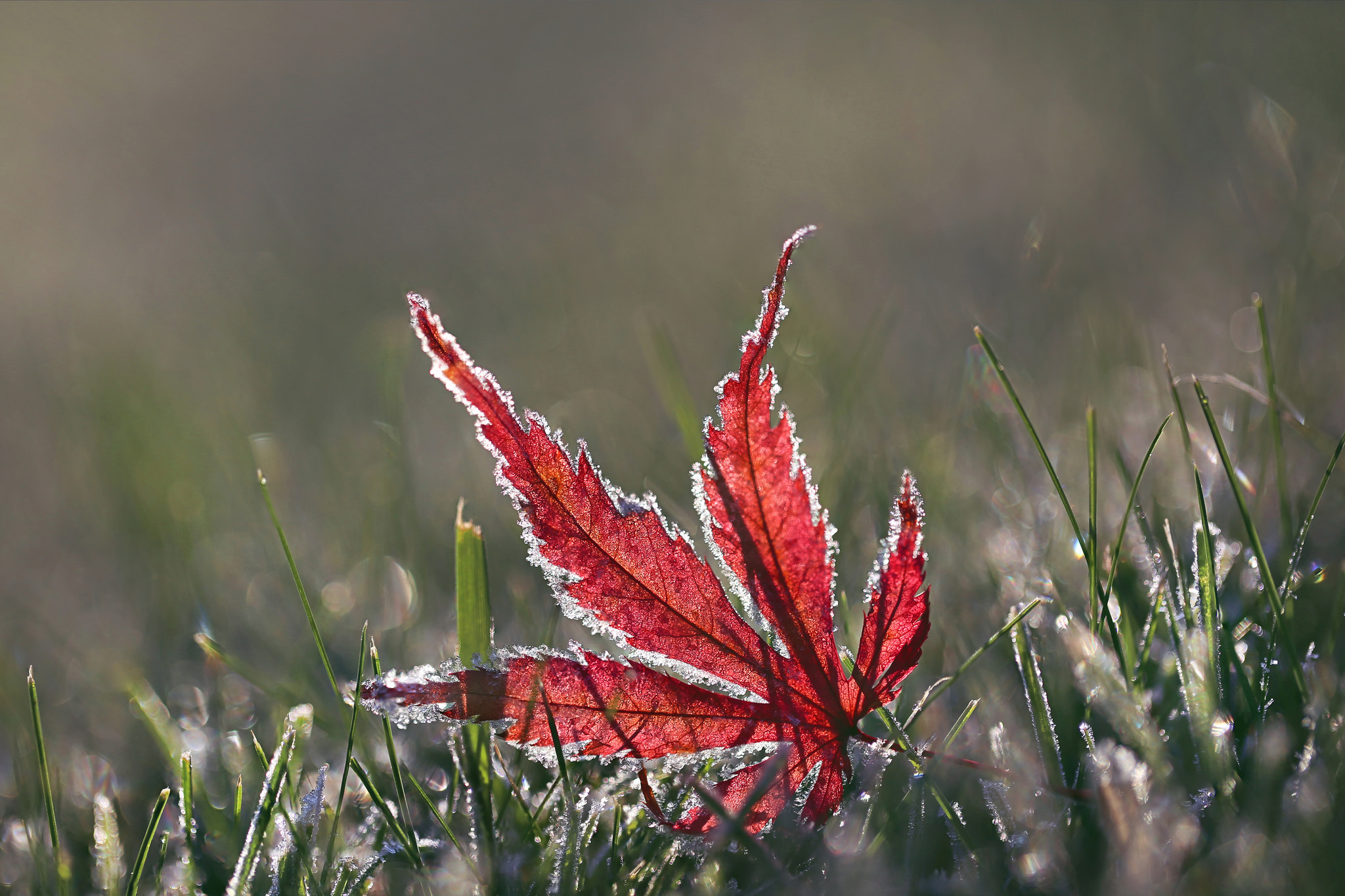 Download mobile wallpaper Nature, Macro, Blur, Leaf, Earth, Frozen, Maple Leaf for free.