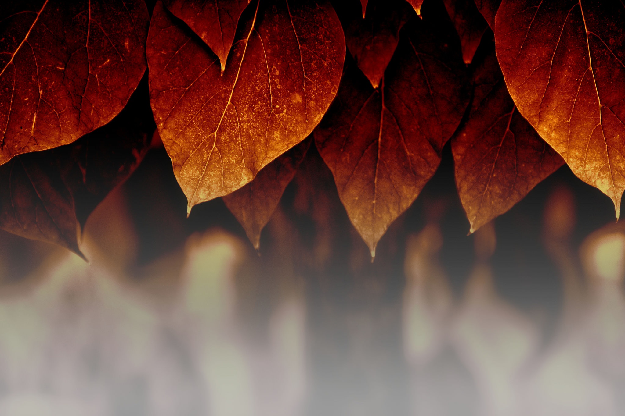 Free download wallpaper Nature, Leaf, Fall, Earth on your PC desktop