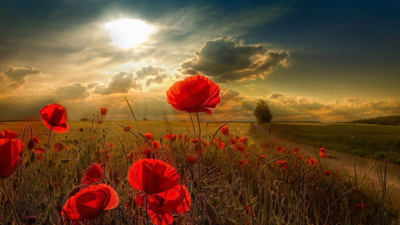 Free download wallpaper Earth, Poppy on your PC desktop