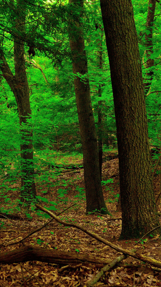 Скачать картинку Лес, Дерево, Земля, Зеленый, Земля/природа в телефон бесплатно.