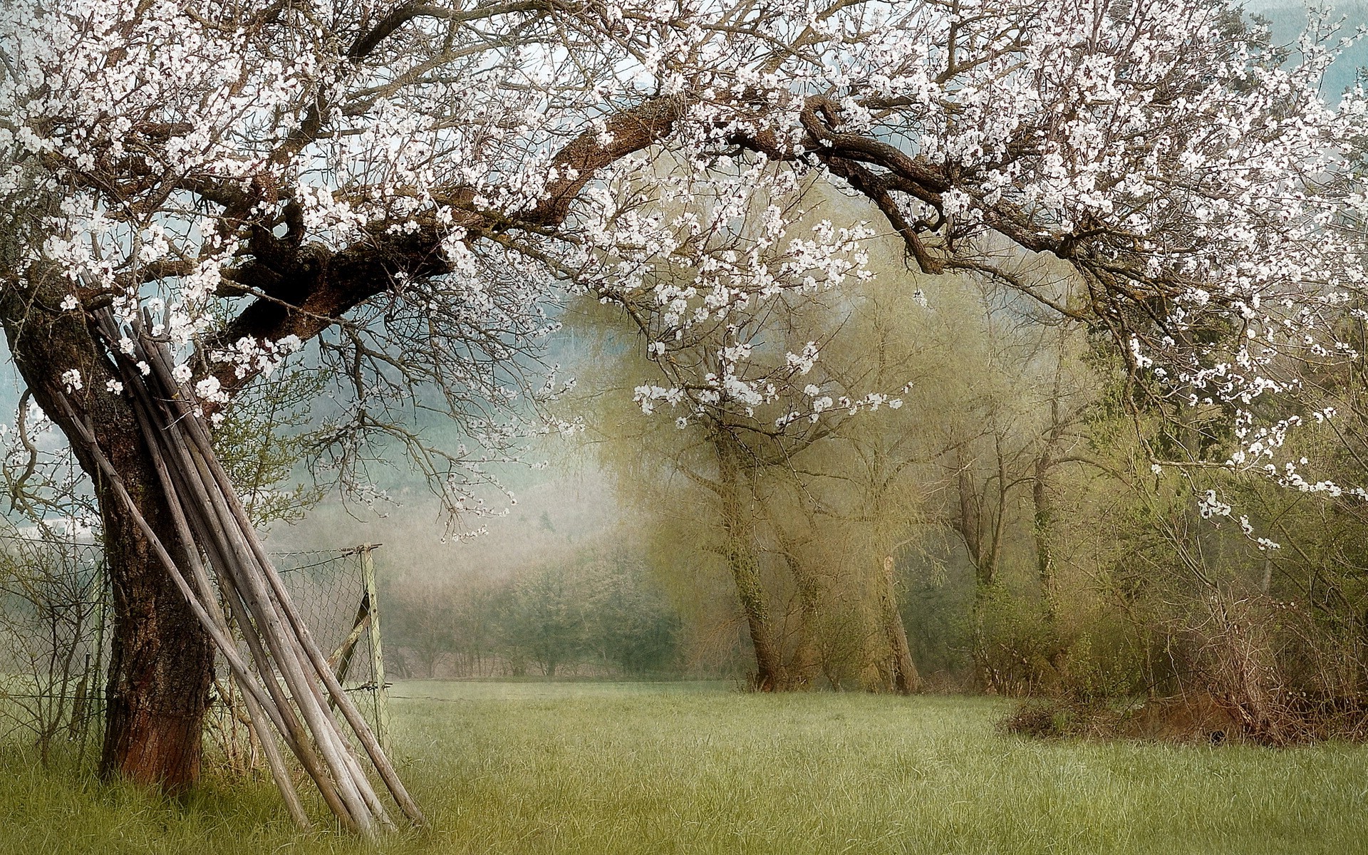 Free download wallpaper Nature, Tree, Earth, Field, Artistic, Blossom on your PC desktop