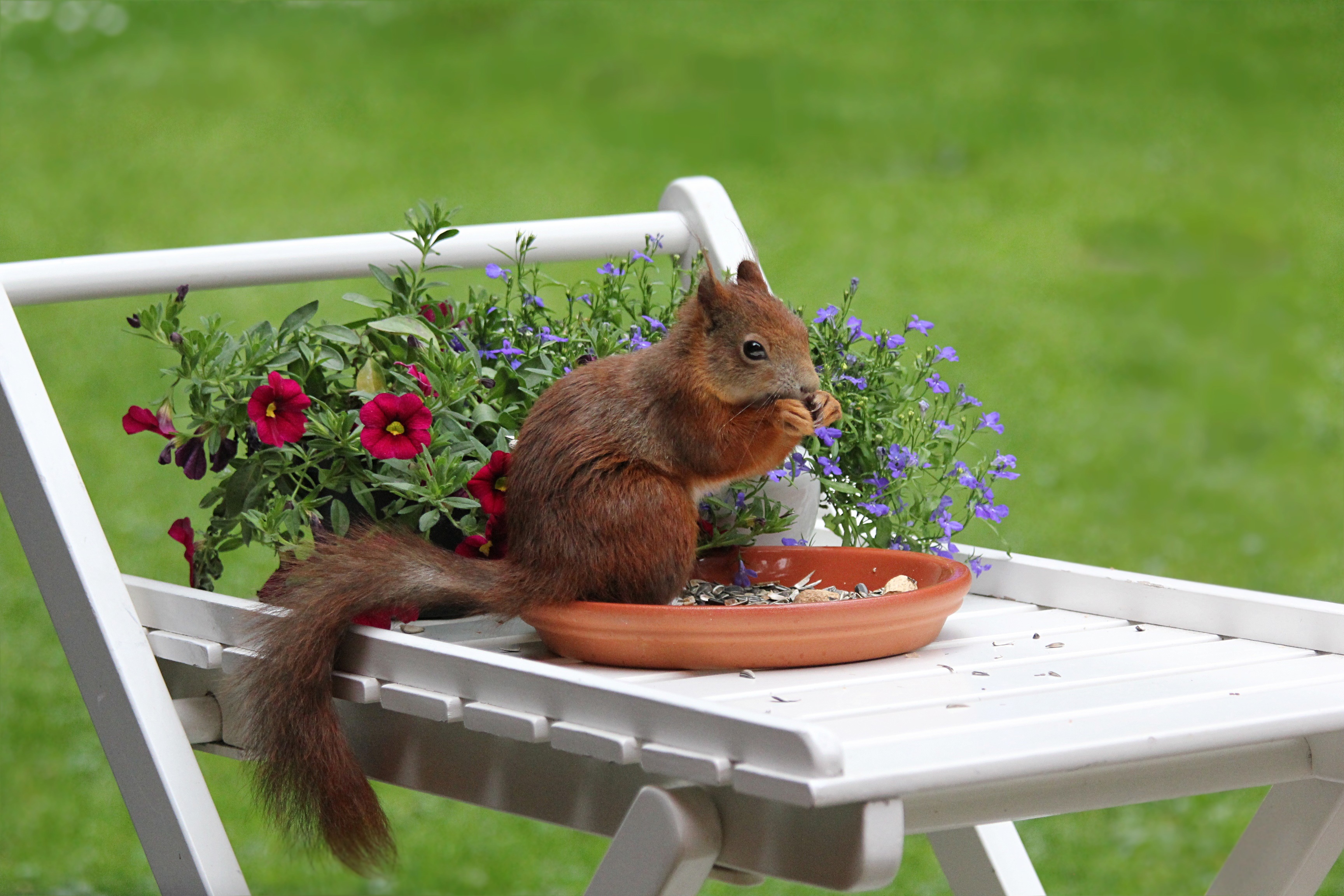 Free download wallpaper Animals, Squirrel, Flowers, Food on your PC desktop