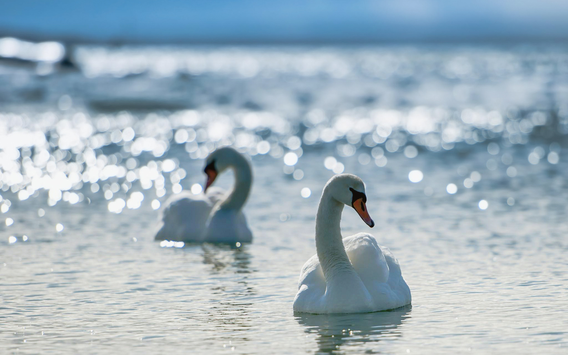 Baixar papel de parede para celular de Cisne, Cisne Mudo, Ensolarado, Bokeh, Pássaro, Aves, Lago, Animais gratuito.