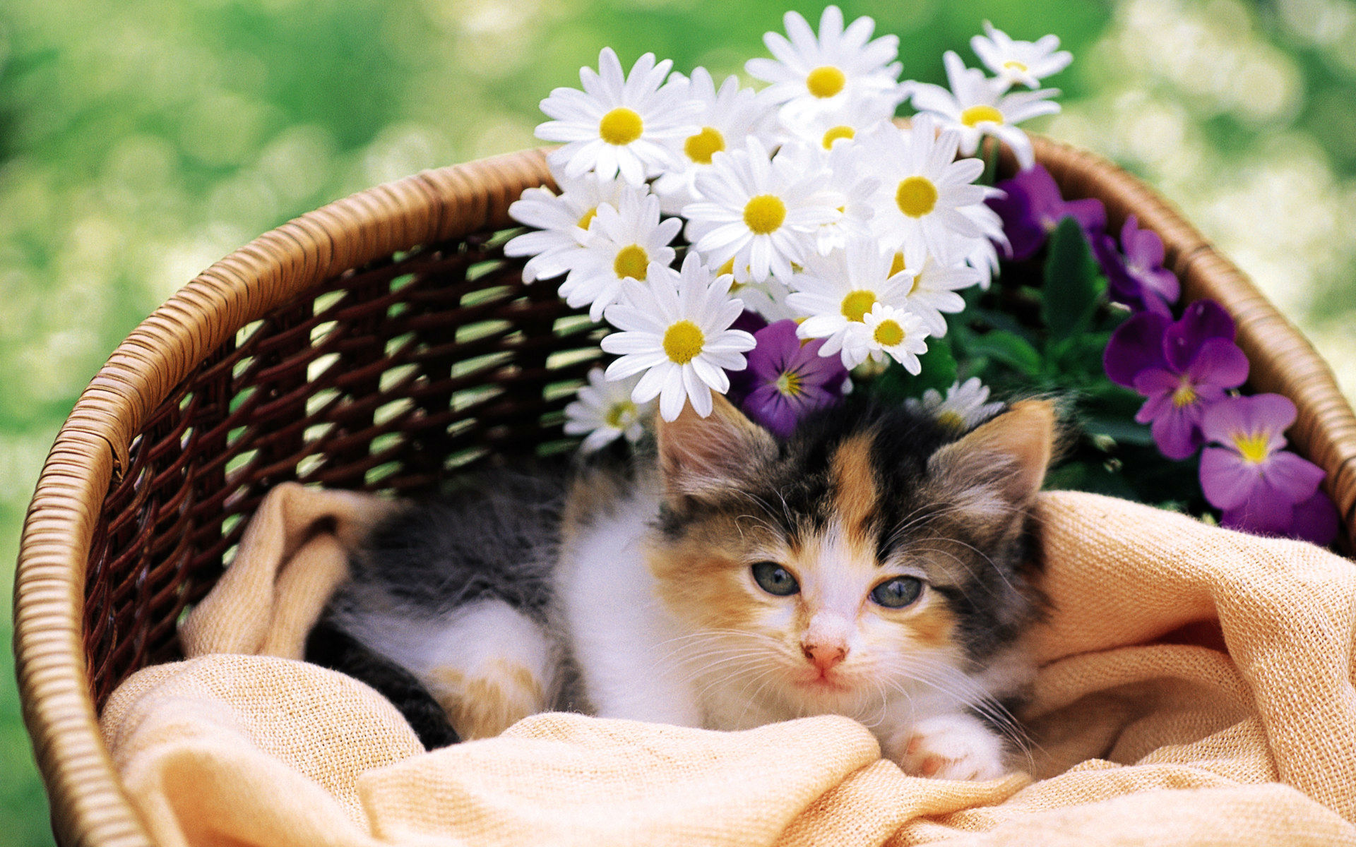 Free download wallpaper Cat, Cats, Animal on your PC desktop