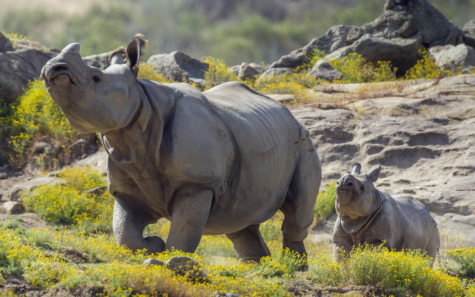 300991 descargar fondo de pantalla animales, rinoceronte: protectores de pantalla e imágenes gratis