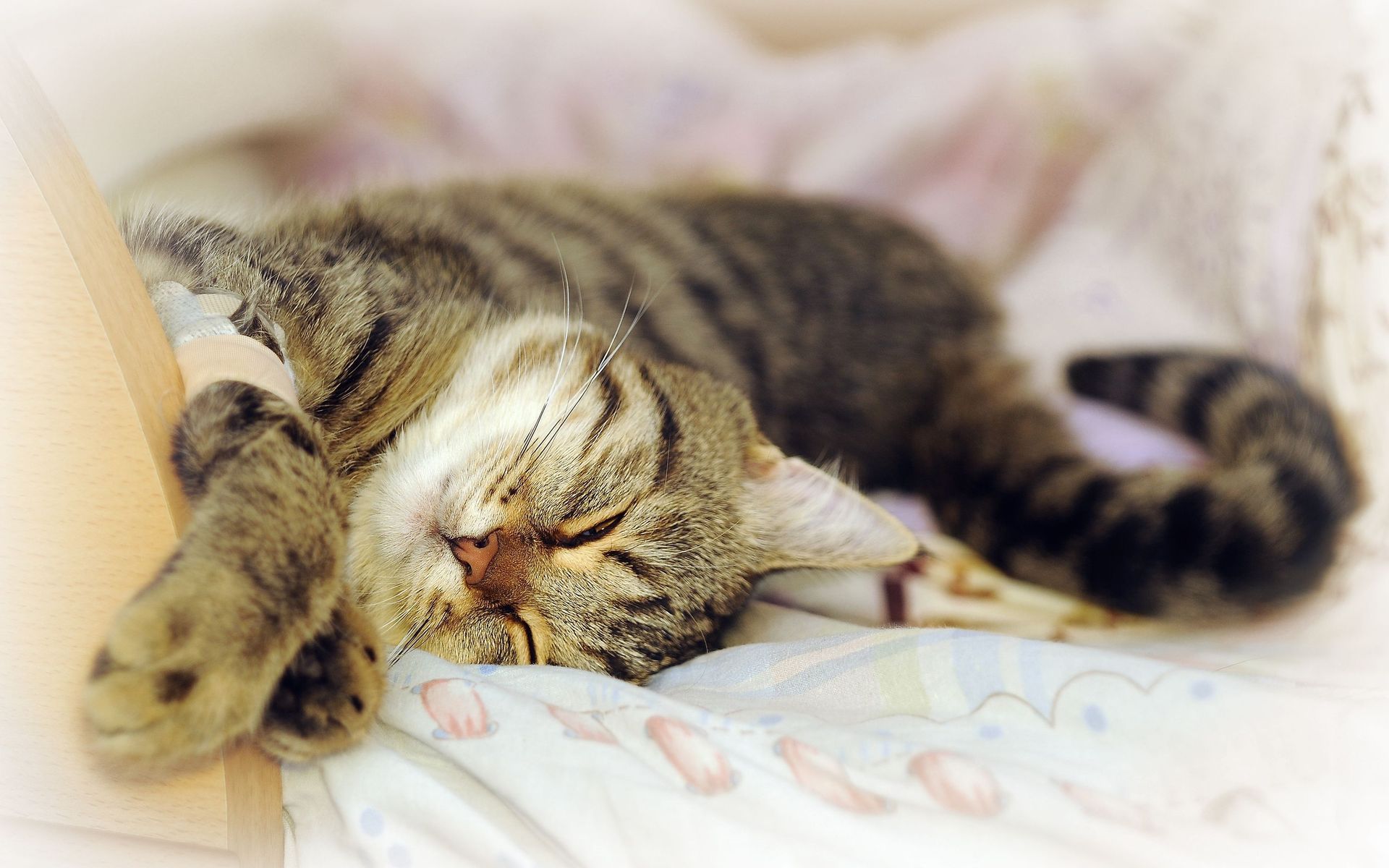 Baixe gratuitamente a imagem Animais, Gatos, Gato na área de trabalho do seu PC