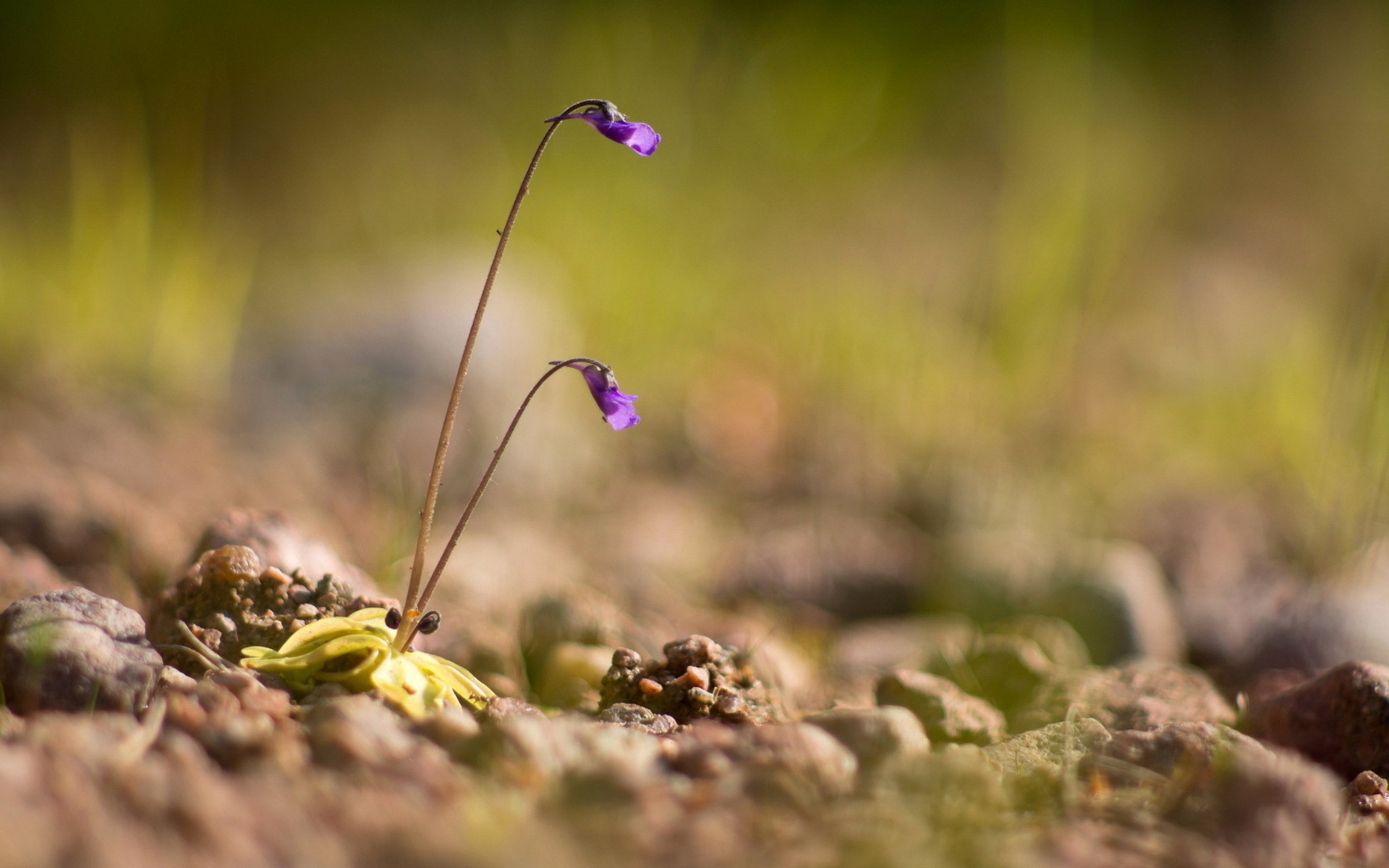 Free download wallpaper Flowers, Flower, Earth on your PC desktop