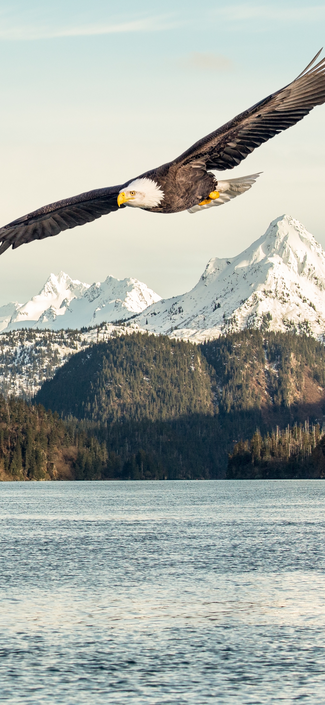 無料モバイル壁紙動物, 鳥, 湖, 山, 鷲, 白頭ワシ, 猛禽をダウンロードします。