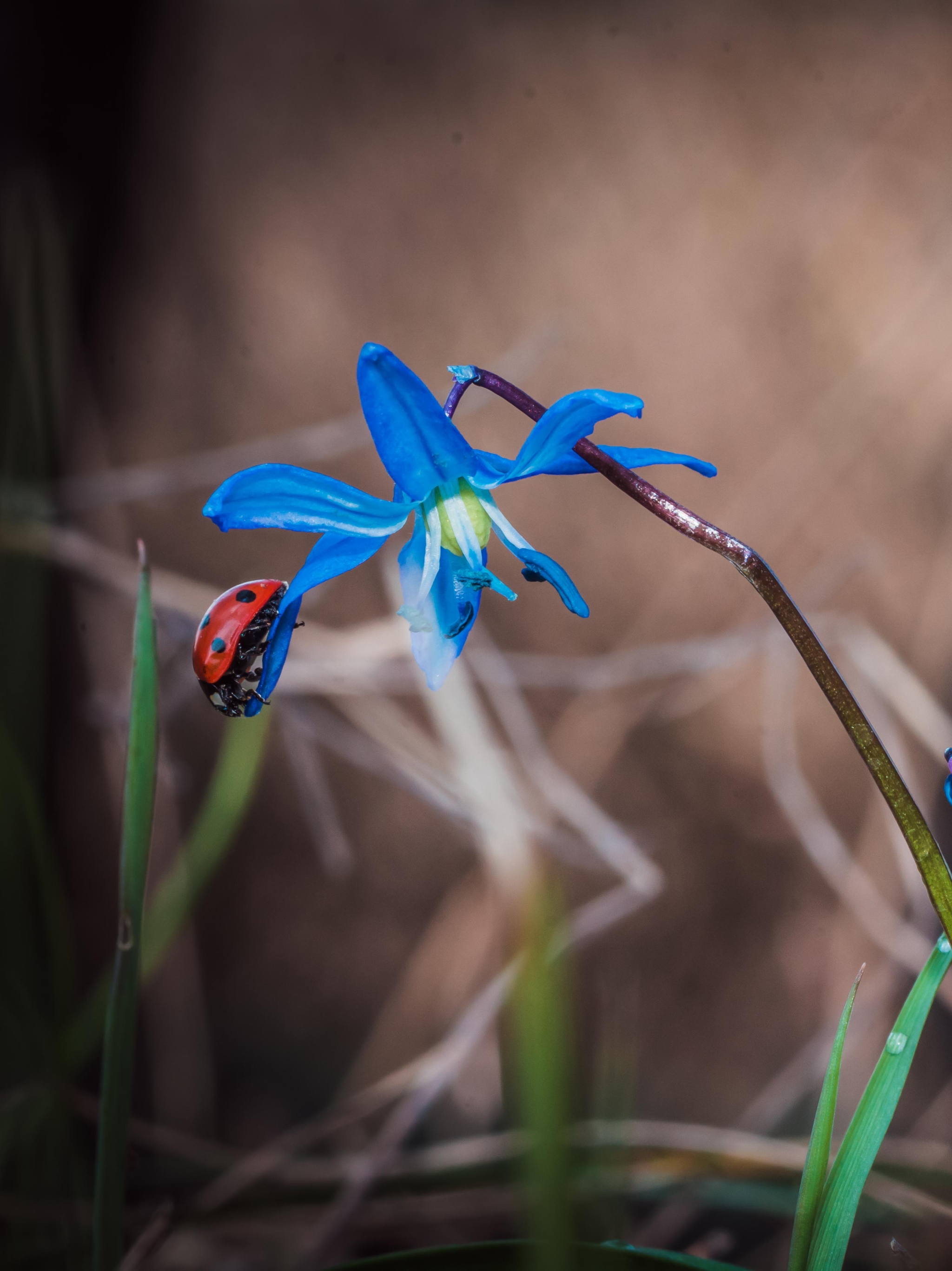 Descarga gratuita de fondo de pantalla para móvil de Animales, Flor, Macro, Insecto, Mariquita, Macrofotografía, Flor Azul.