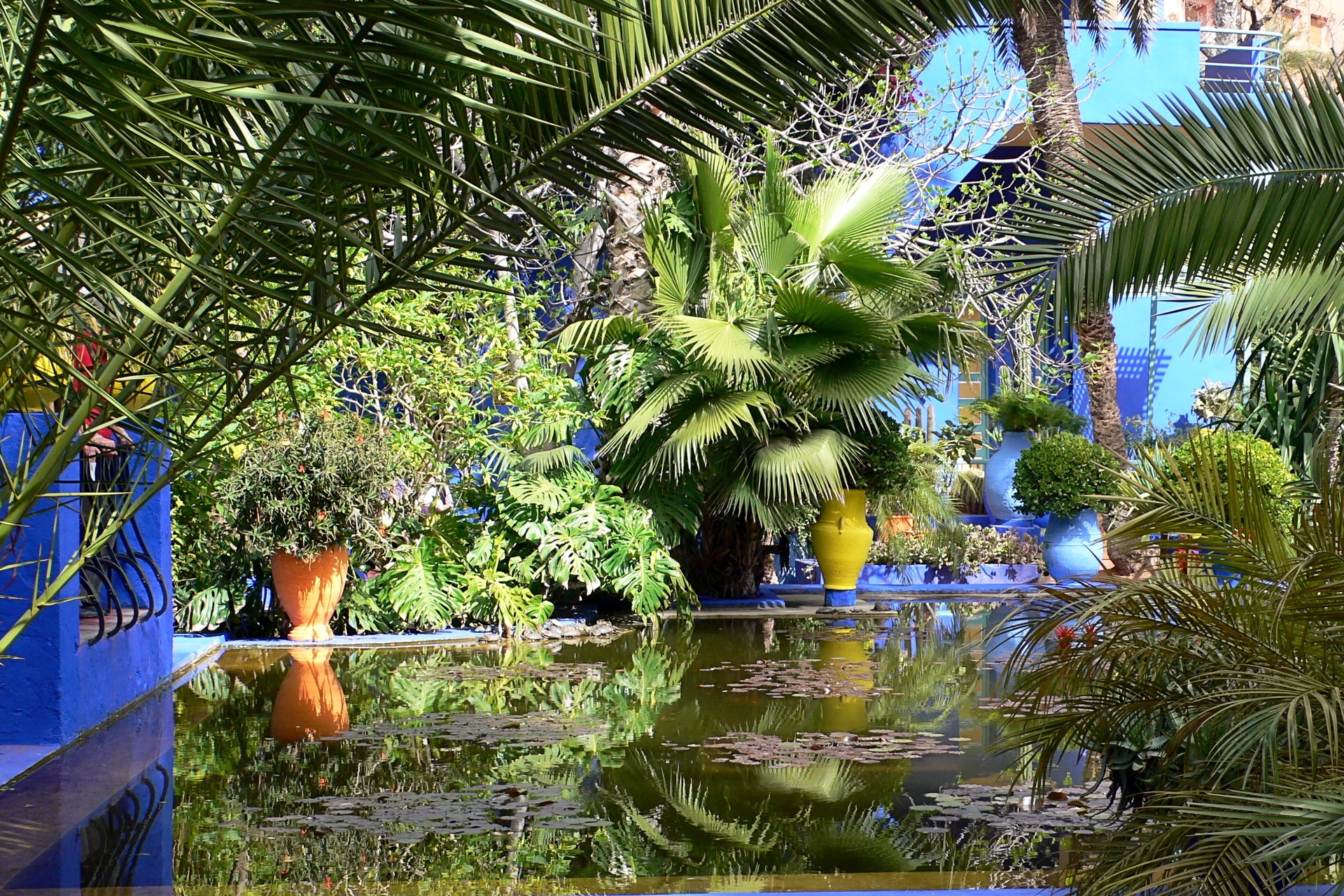 77686 descargar fondo de pantalla naturaleza, palms, nenúfares, sucursales, ramas, estanque, patio: protectores de pantalla e imágenes gratis