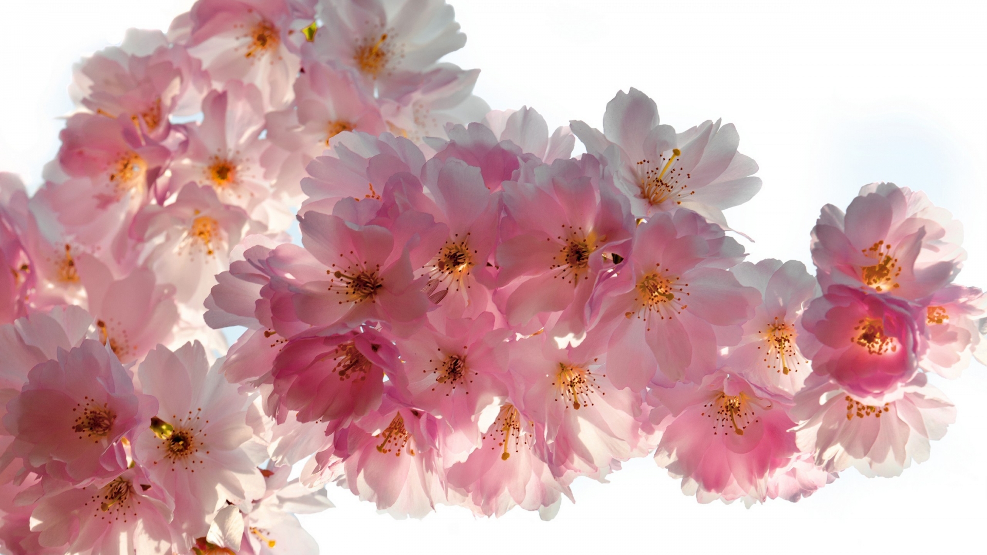 デスクトップ上の379783壁紙と桜の花画像。 PCにスクリーンセーバーを無料でダウンロード
