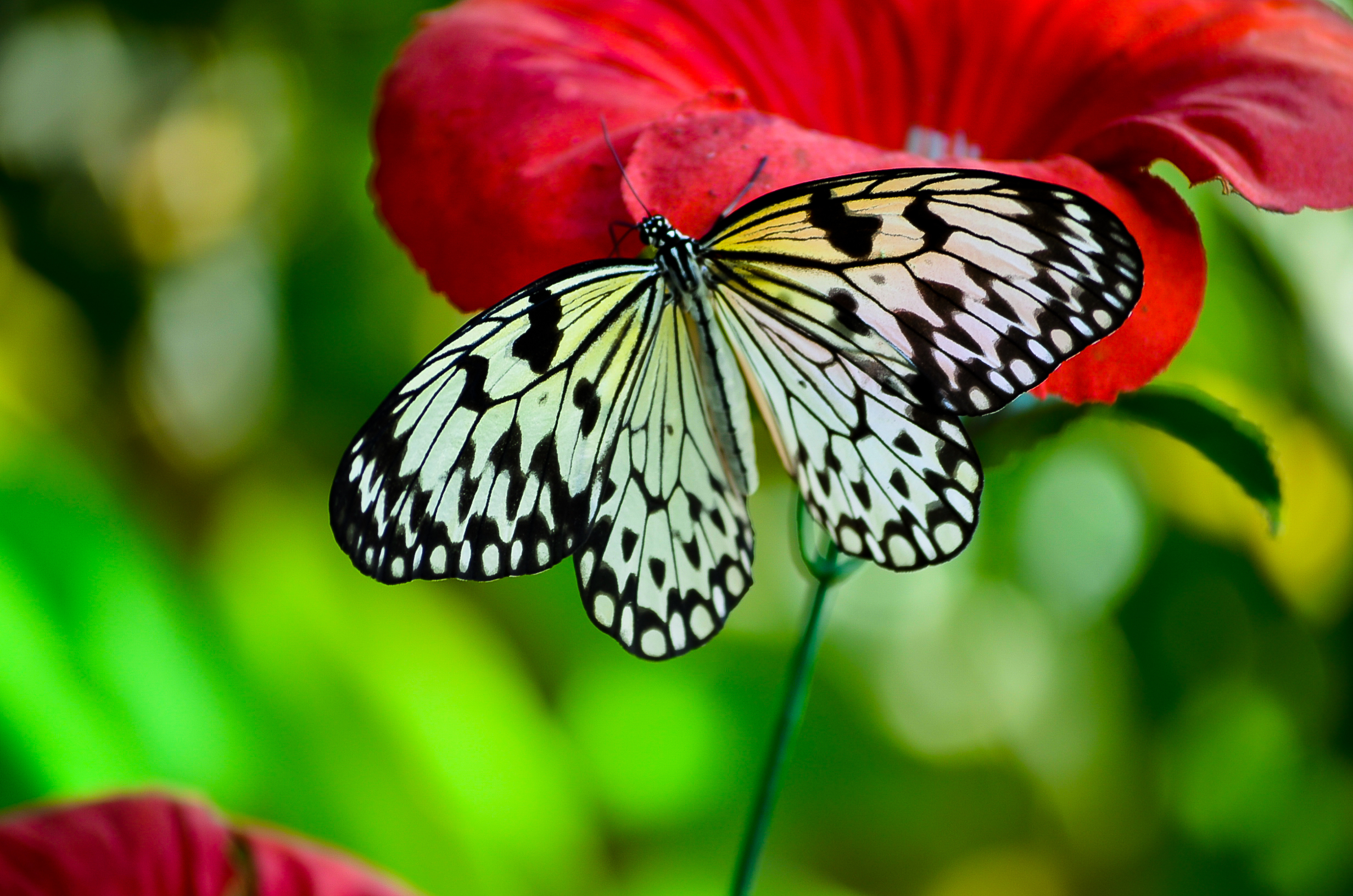 Free download wallpaper Flower, Close Up, Butterfly, Animal on your PC desktop