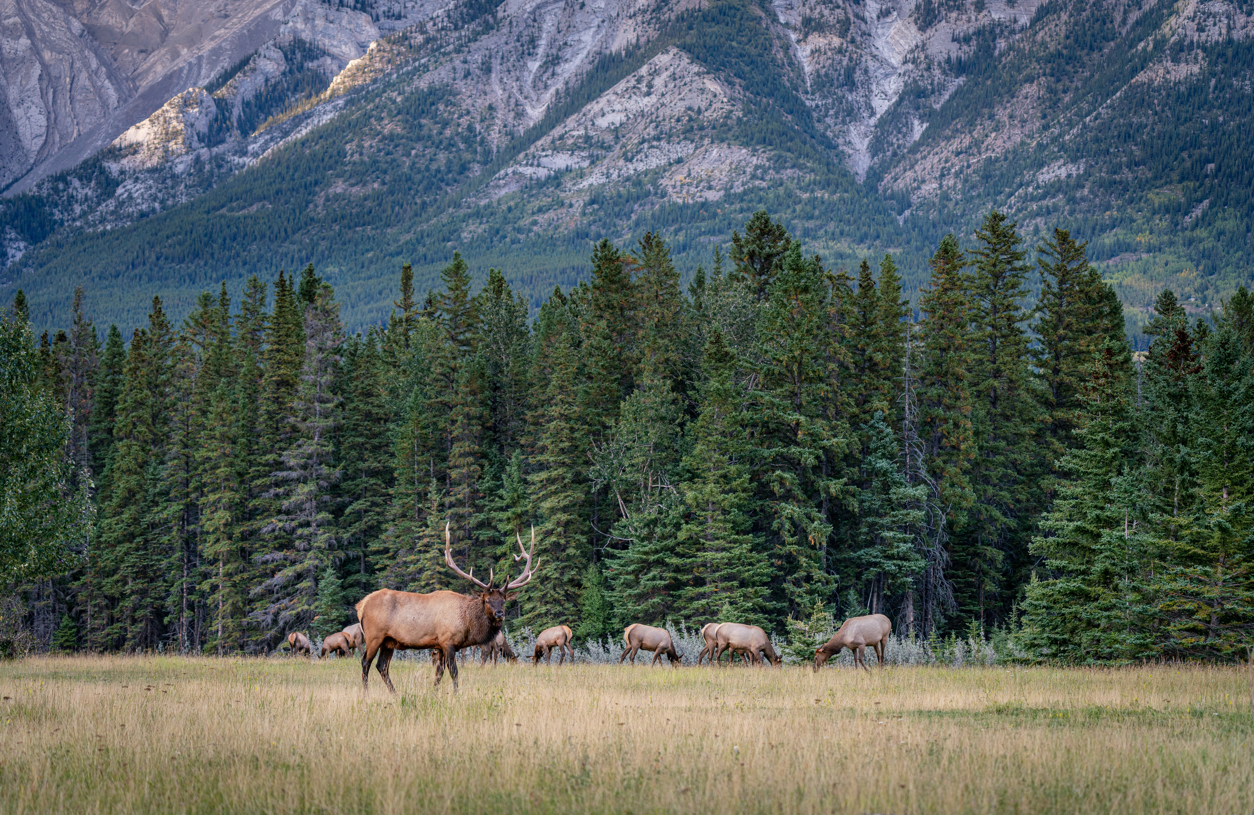 Free download wallpaper Canada, Animal, Deer, Banff National Park on your PC desktop