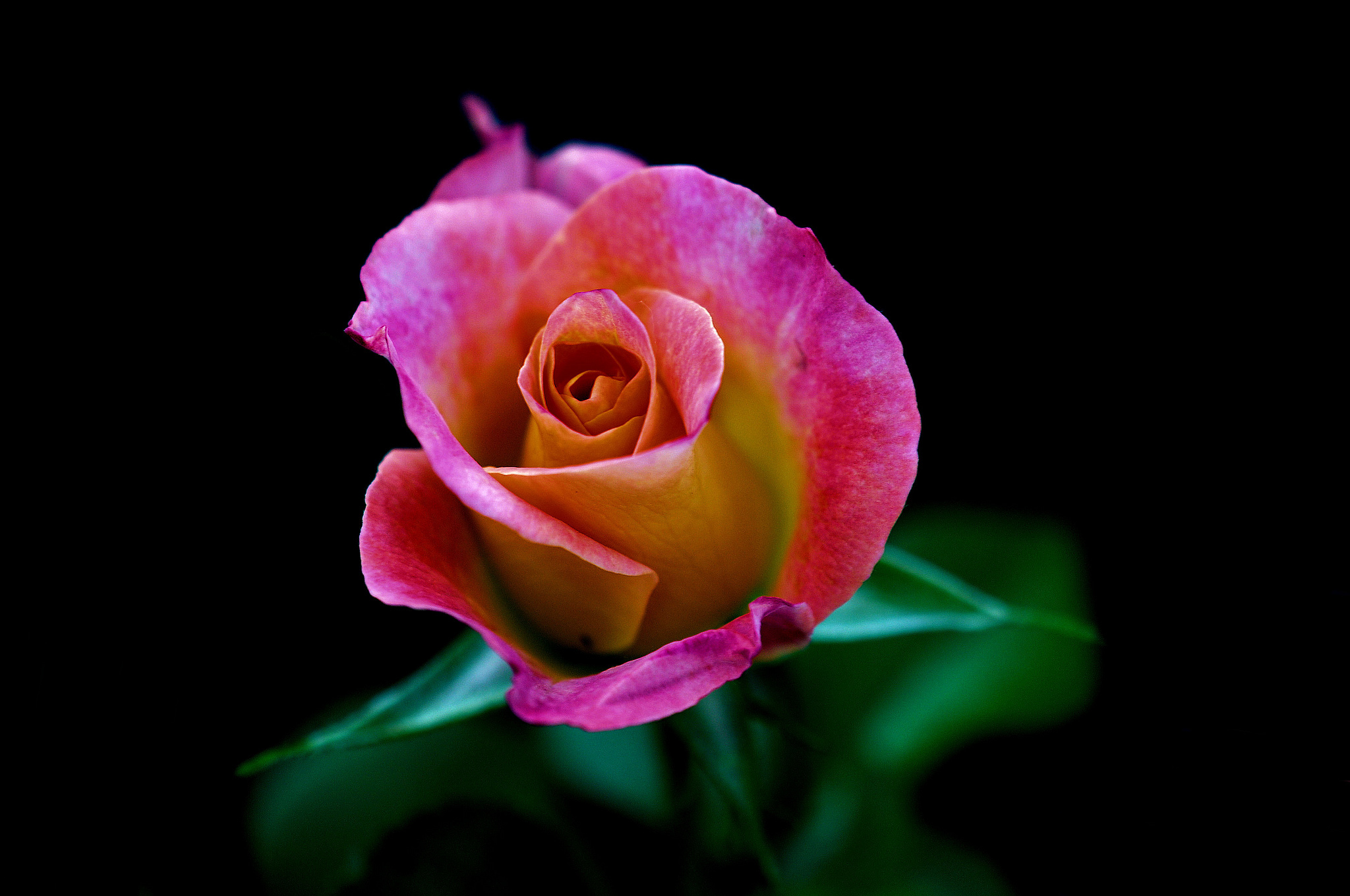 Laden Sie das Natur, Blumen, Rose, Knospe, Nahansicht, Erde/natur, Pinke Blume-Bild kostenlos auf Ihren PC-Desktop herunter