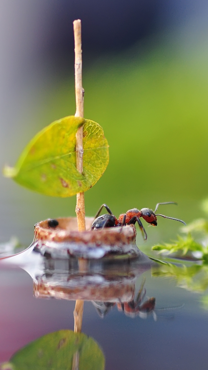 無料モバイル壁紙動物, 水, ボート, 反射, 大きい, 蟻, 虫をダウンロードします。