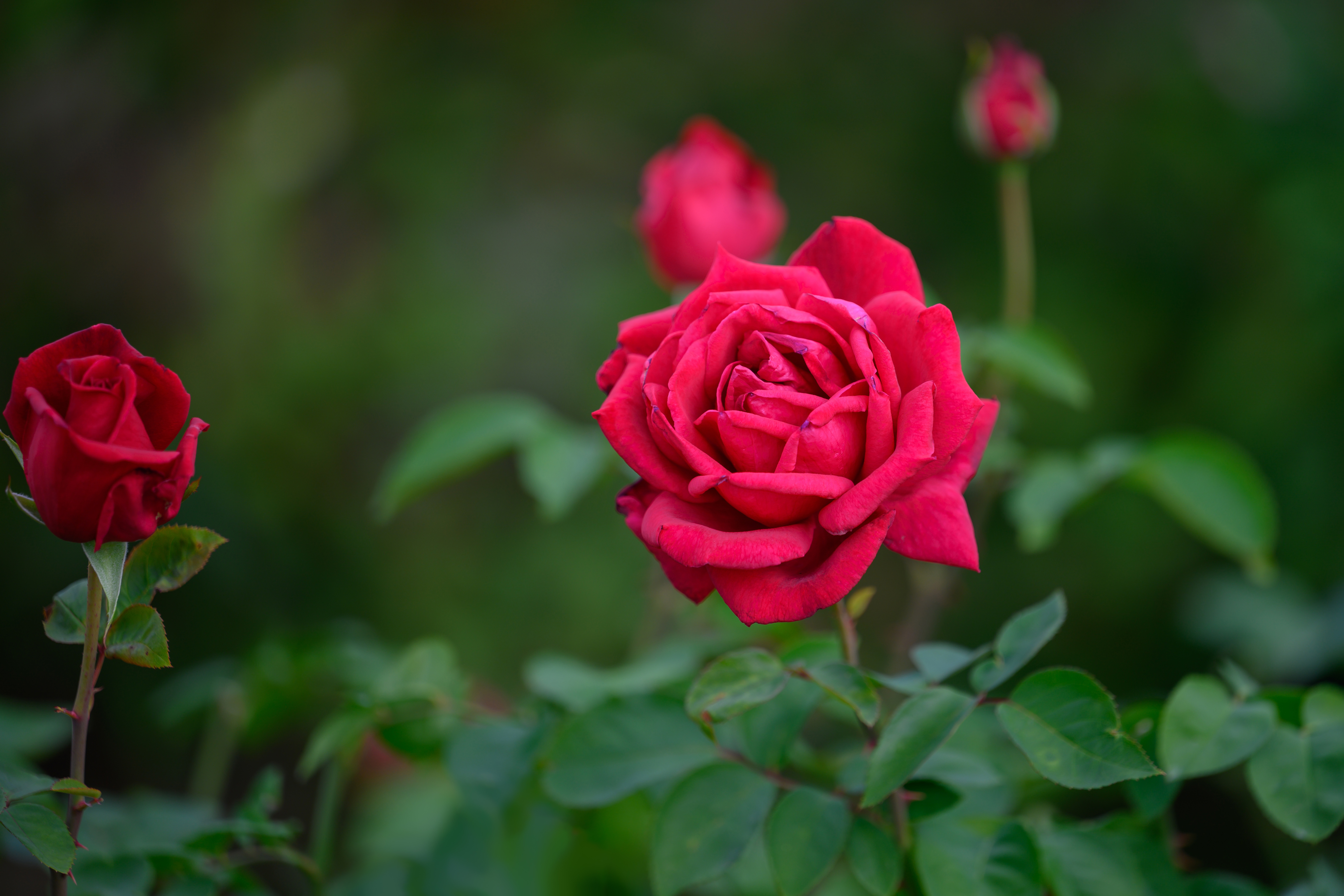 Téléchargez des papiers peints mobile Fleurs, Rose, Fleur, Terre/nature gratuitement.