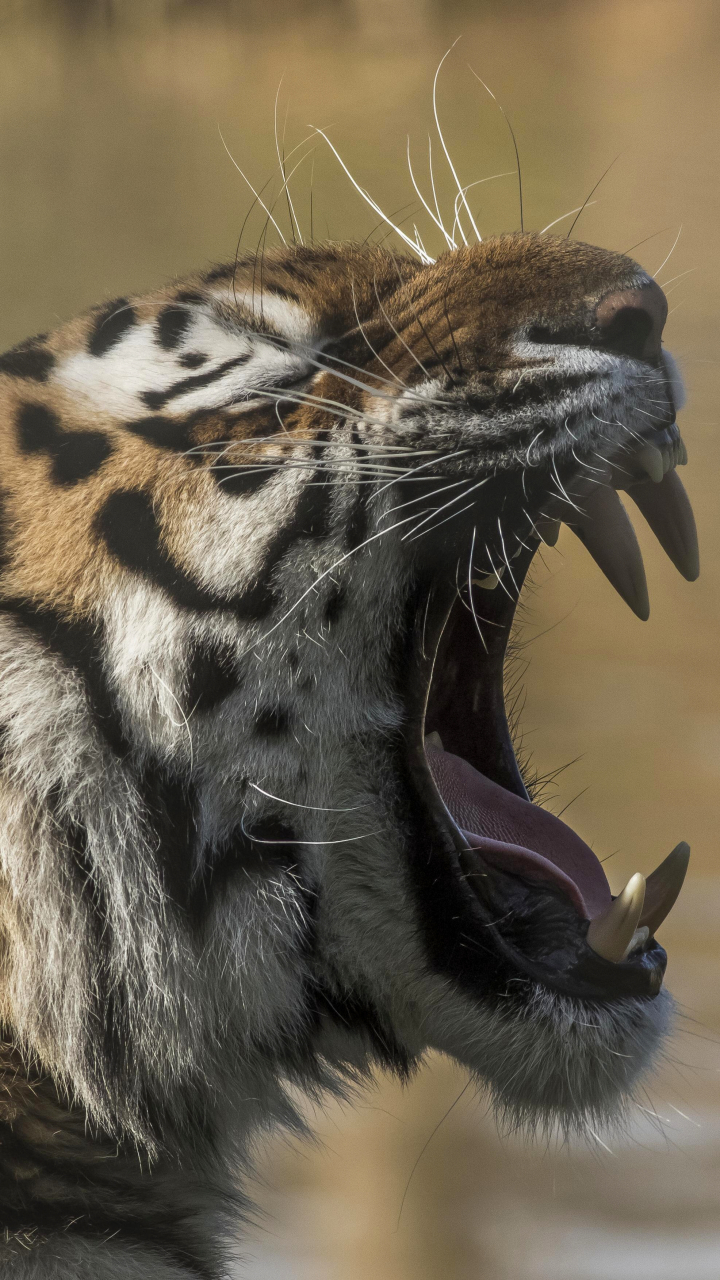 Téléchargez des papiers peints mobile Animaux, Chats, Tigre gratuitement.