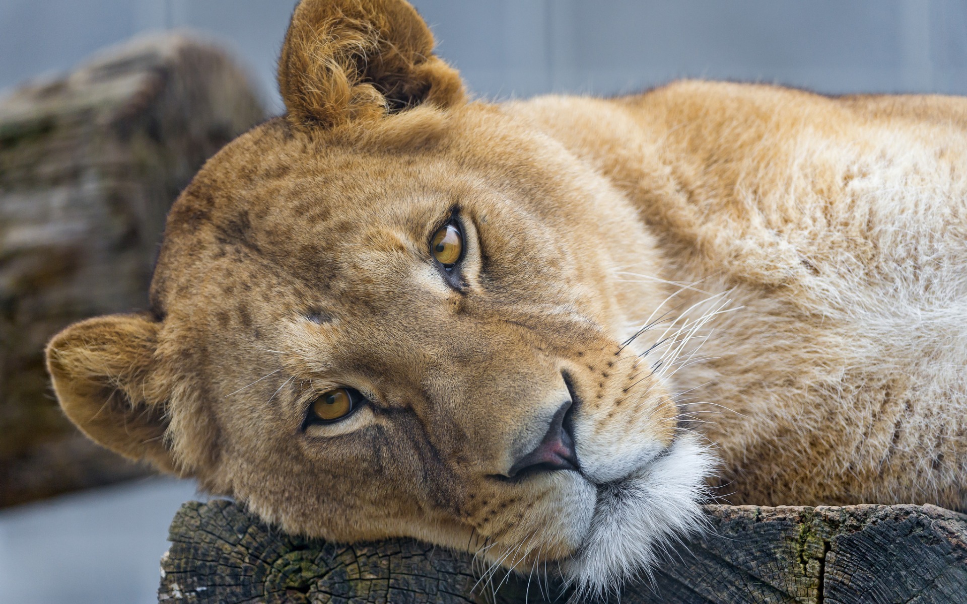 Descarga gratuita de fondo de pantalla para móvil de Animales, Gatos, León.