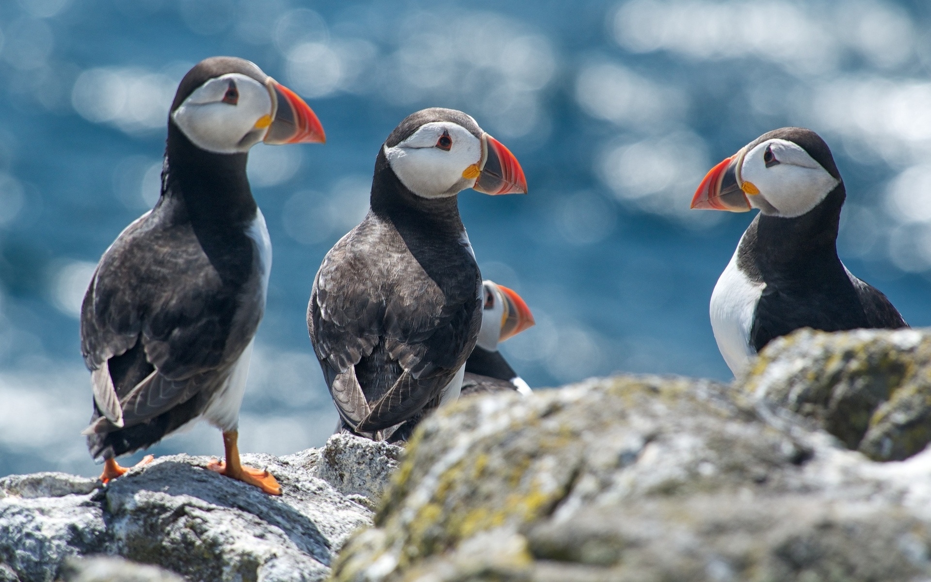 Download mobile wallpaper Puffin, Birds, Animal for free.