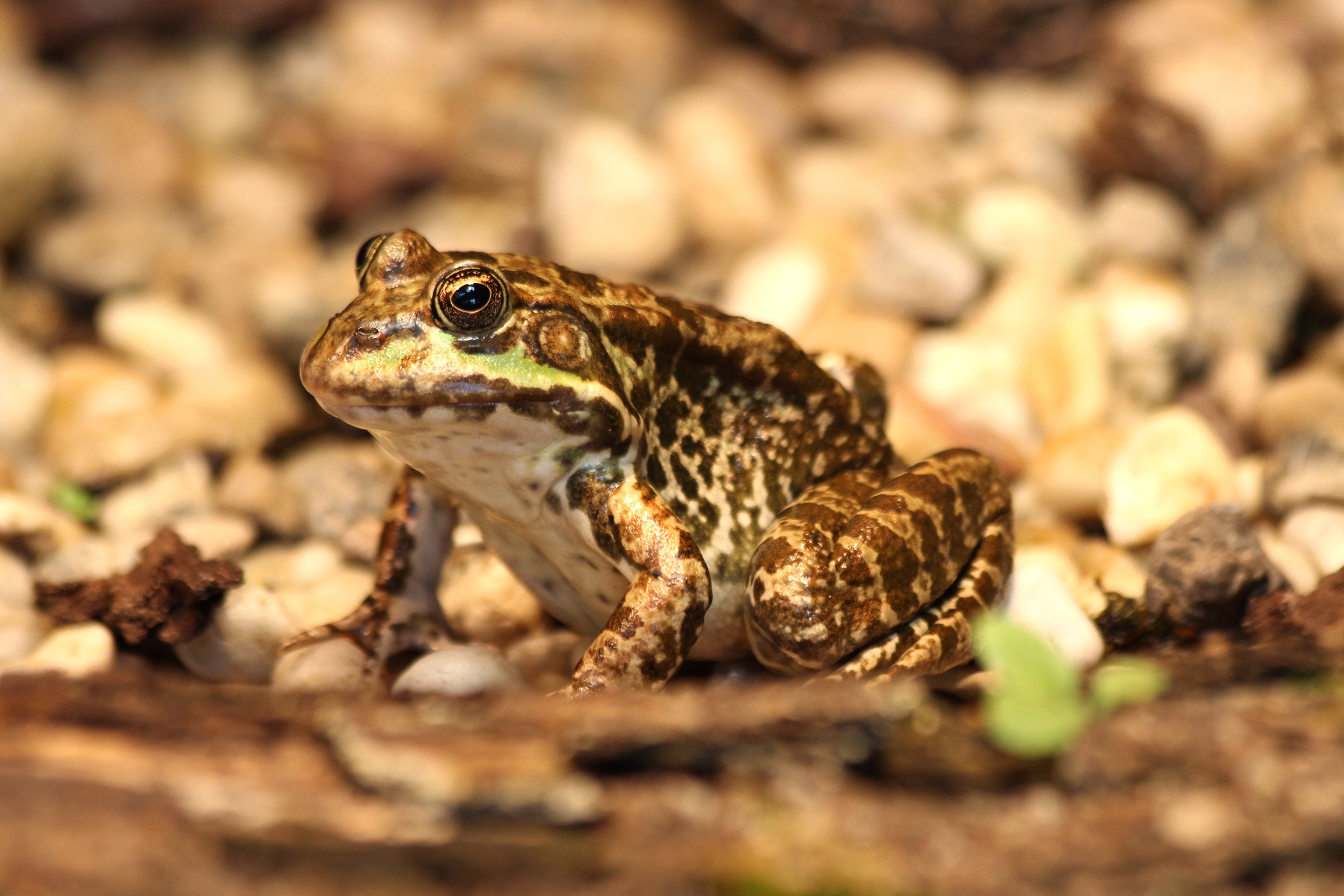 Free download wallpaper Frogs, Blur, Brown, Animal, Frog on your PC desktop