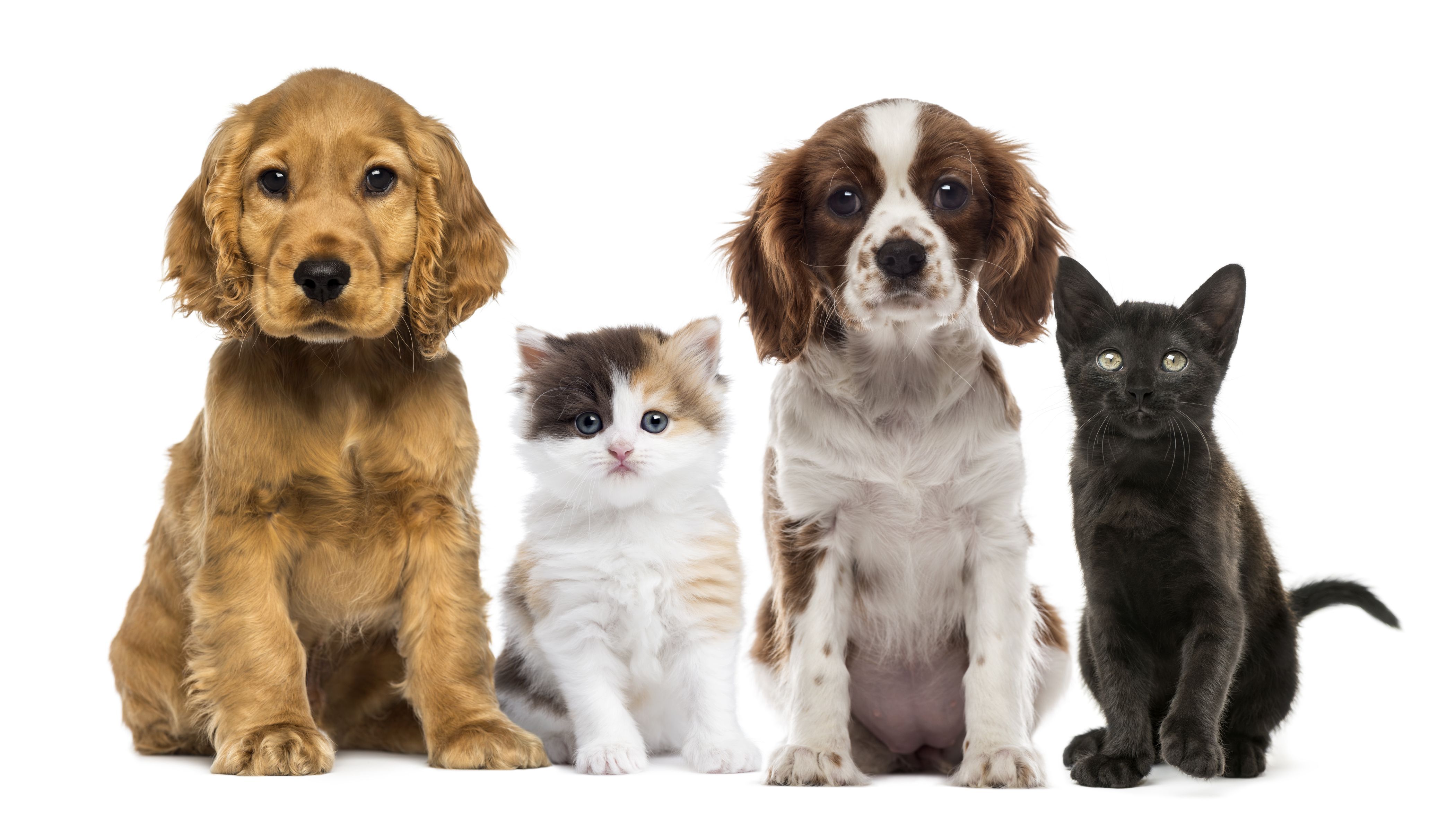 cat & dog, animal, cat, dog, king charles spaniel, kitten