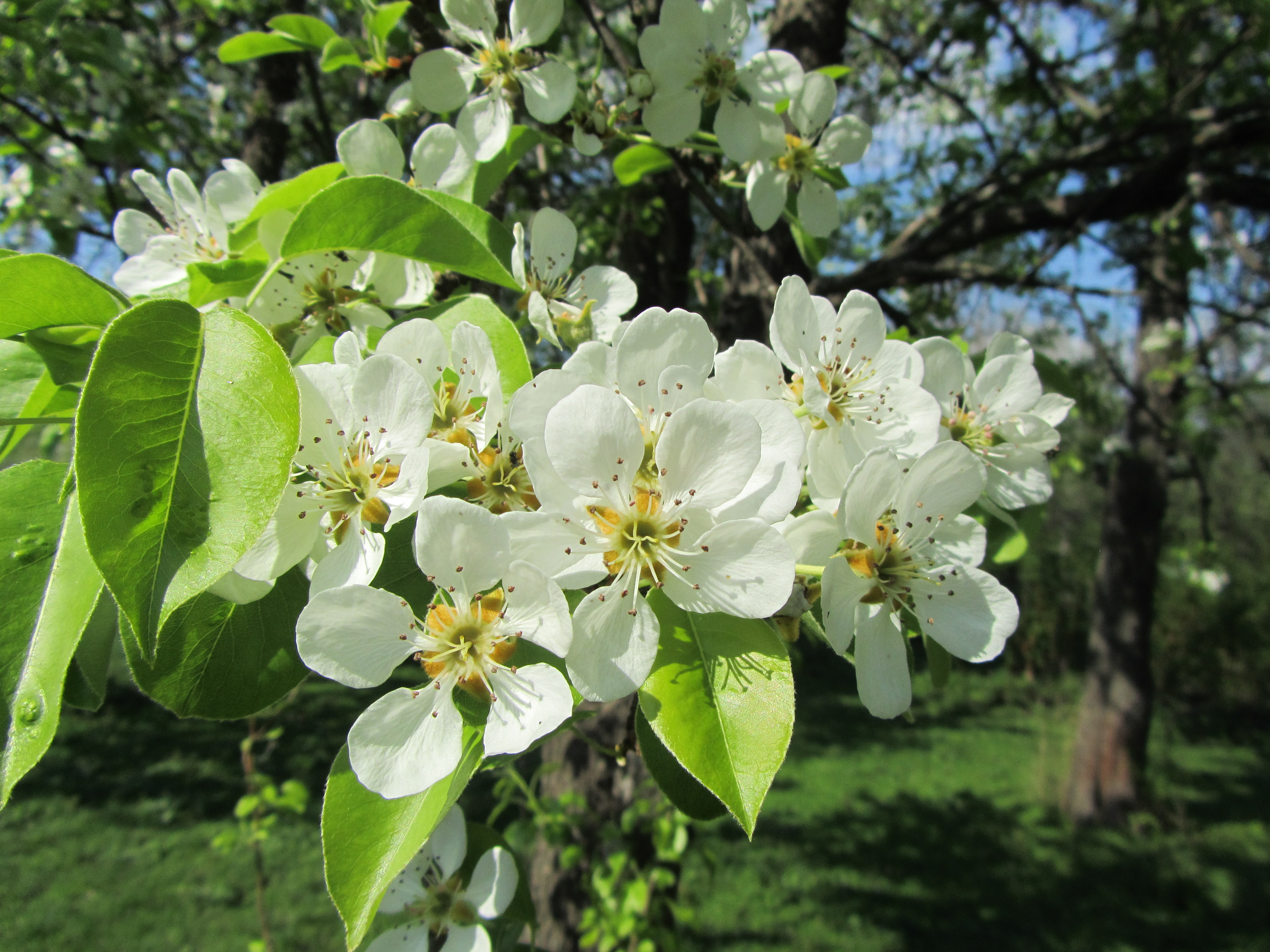 Free download wallpaper Flowers, Earth, Blossom on your PC desktop