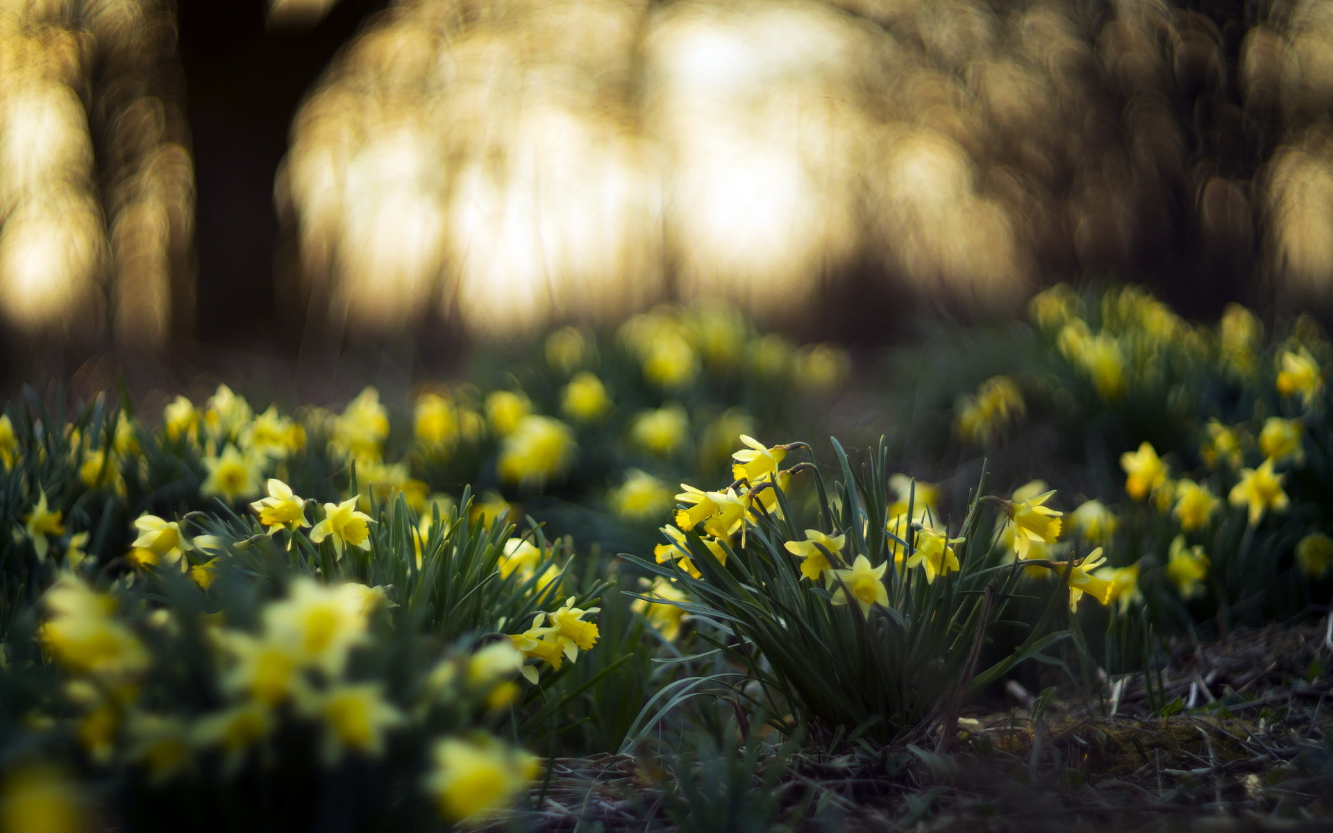 Download mobile wallpaper Nature, Flowers, Flower, Earth, Spring, Bokeh, Yellow Flower, Daffodil for free.