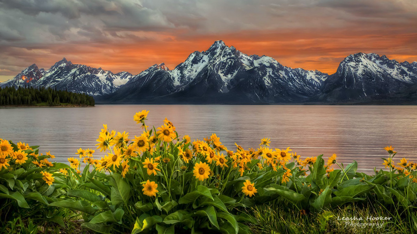 Free download wallpaper Lakes, Lake, Flower, Earth, Grand Teton National Park on your PC desktop