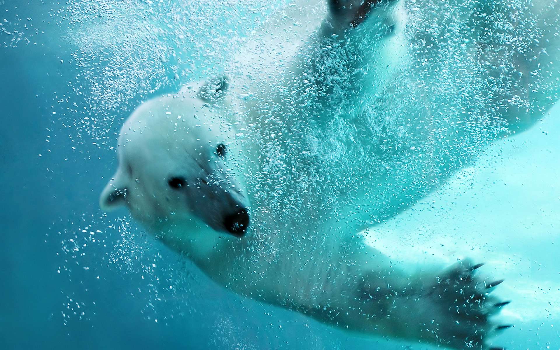 無料モバイル壁紙動物, 水中, シロクマをダウンロードします。