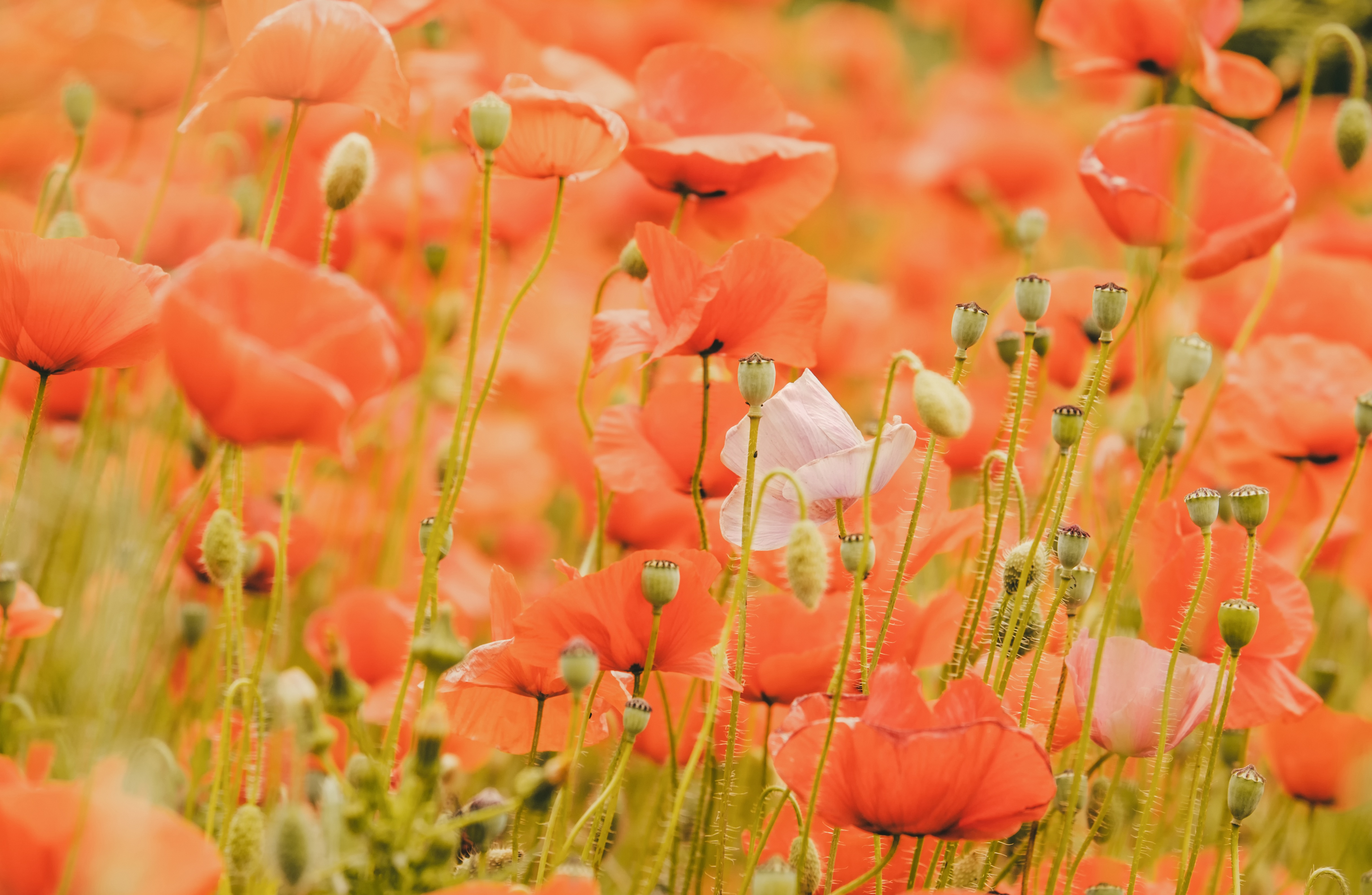 Descarga gratuita de fondo de pantalla para móvil de Flores, Verano, Flor, De Cerca, Amapola, Tierra/naturaleza, Flor Naranja.