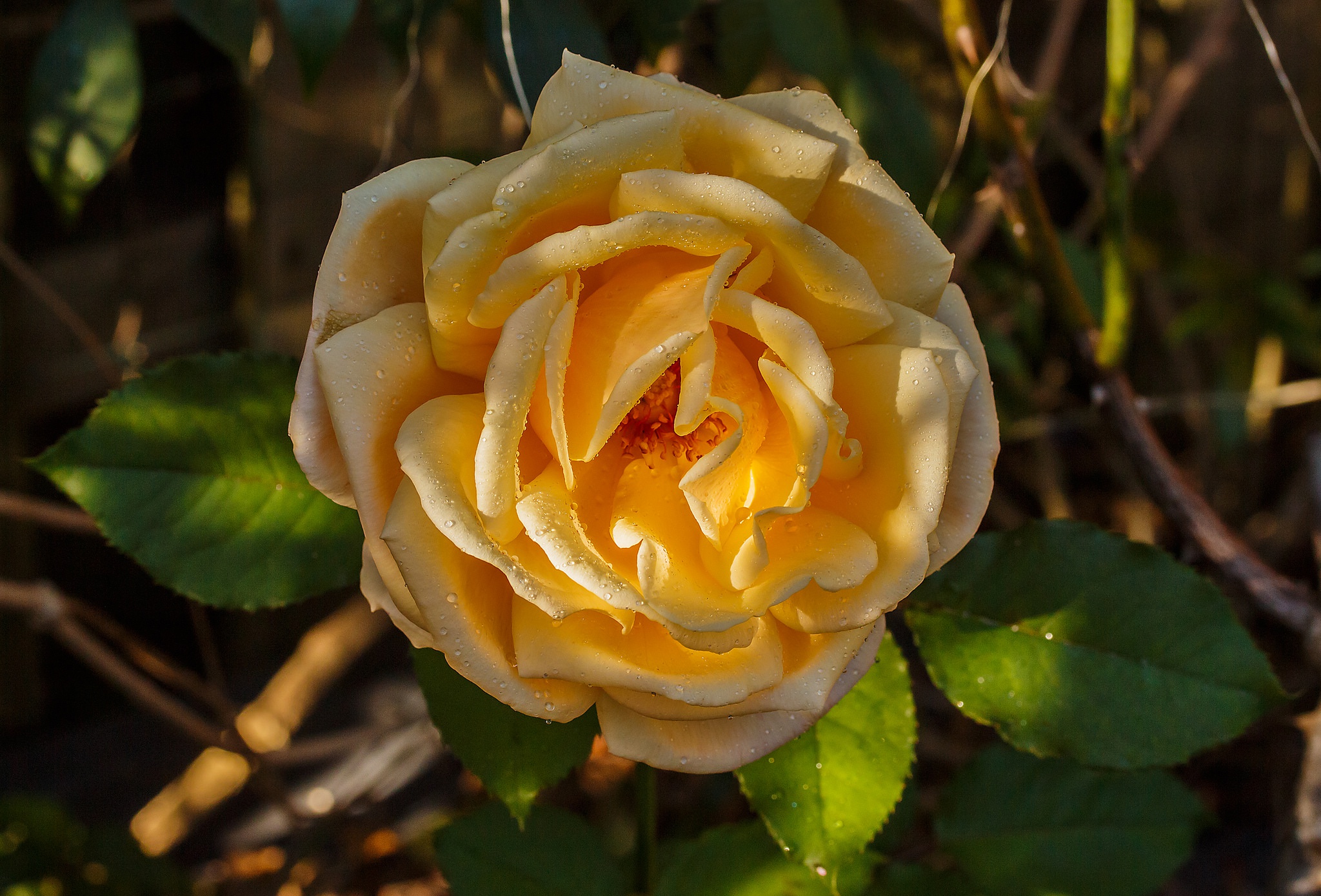 Téléchargez gratuitement l'image Fleurs, Rose, Rosée, Pétale, Une Rose Jaune, Fleur Jaune, Terre/nature sur le bureau de votre PC