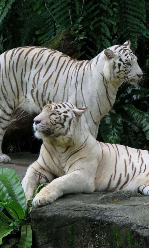 Descarga gratuita de fondo de pantalla para móvil de Tigre Blanco, Gatos, Animales.