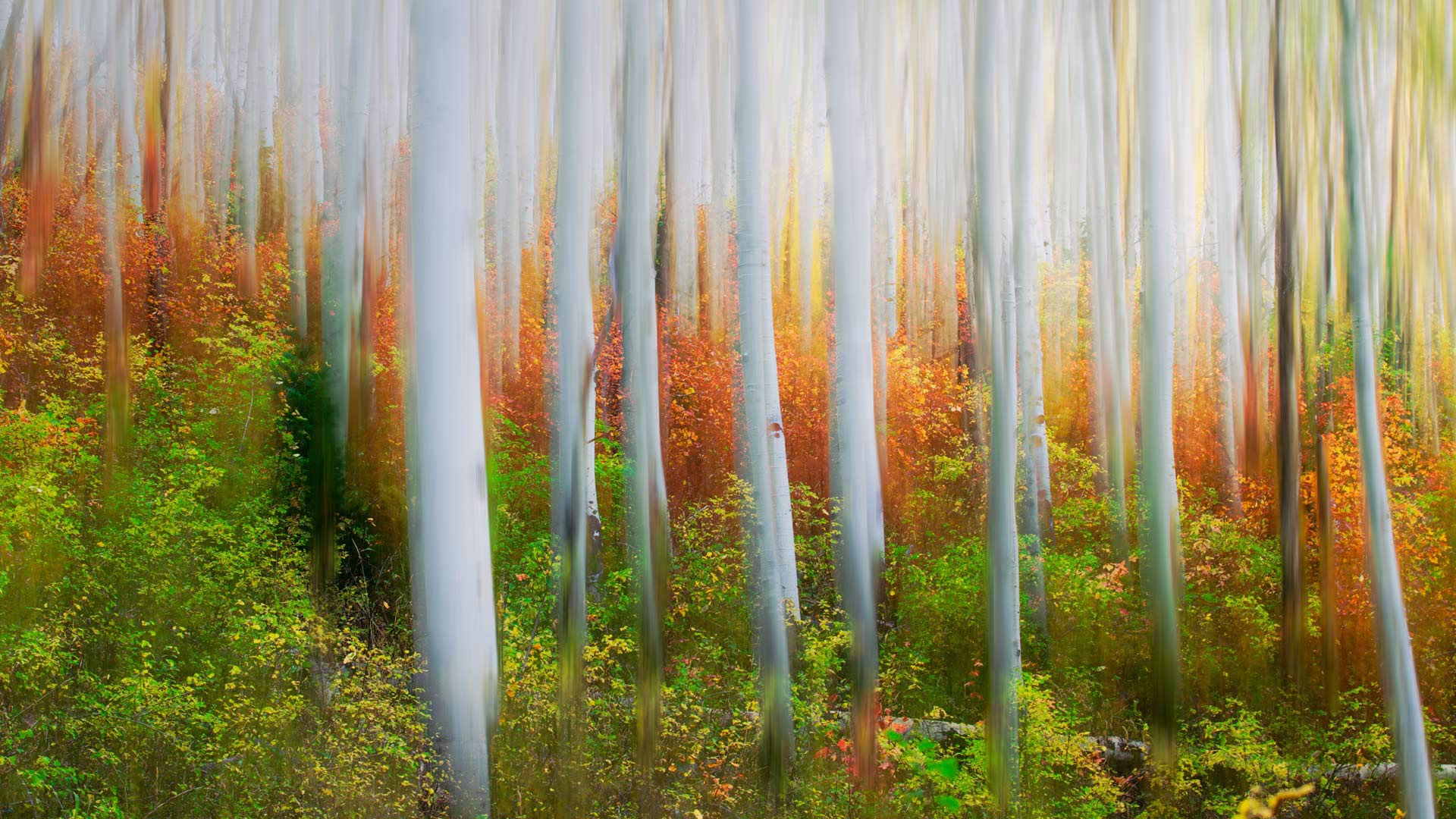 Laden Sie das Herbst, Wald, Birke, Erde/natur-Bild kostenlos auf Ihren PC-Desktop herunter