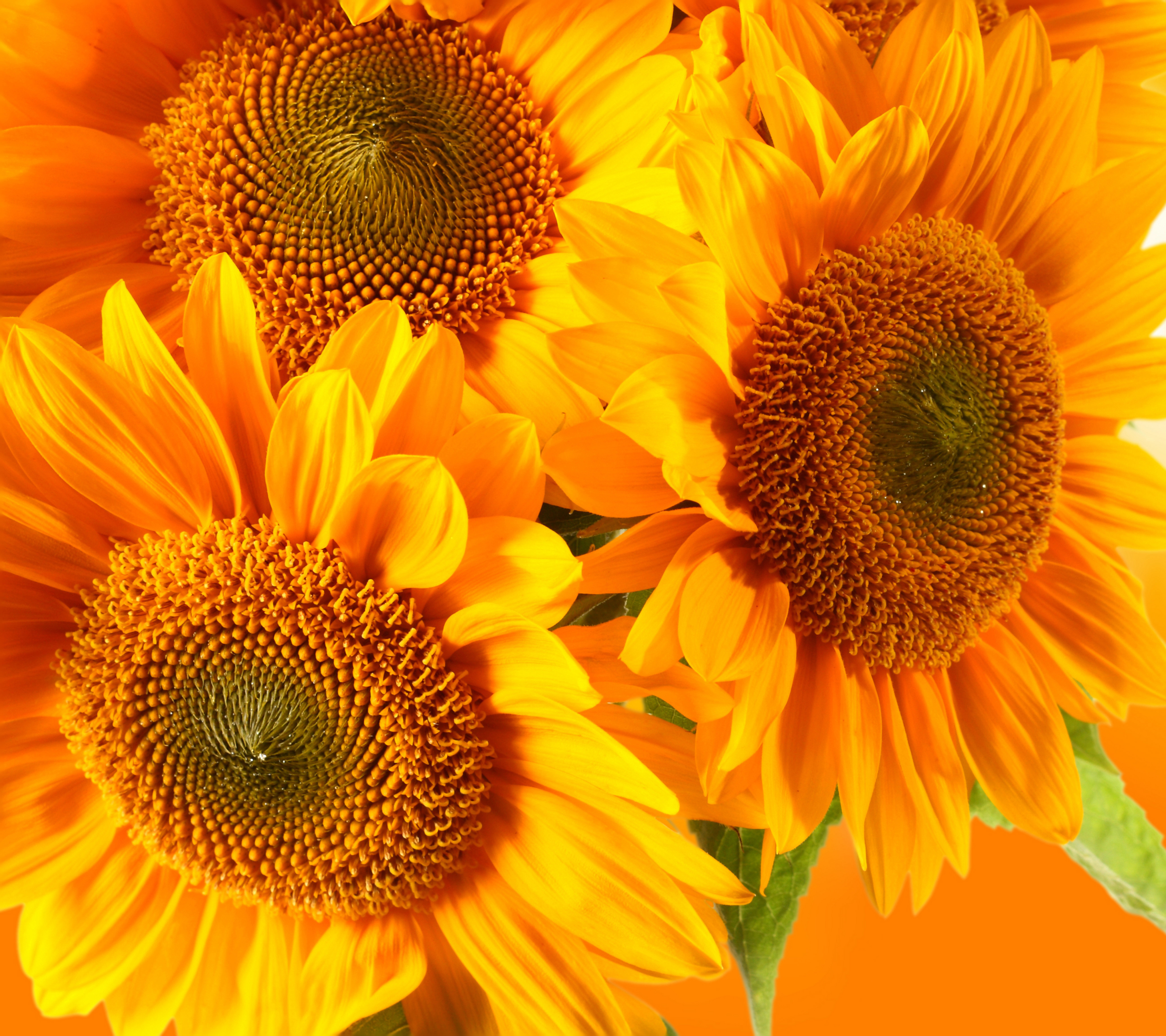 Descarga gratis la imagen Flores, Flor, Girasol, Tierra/naturaleza en el escritorio de tu PC