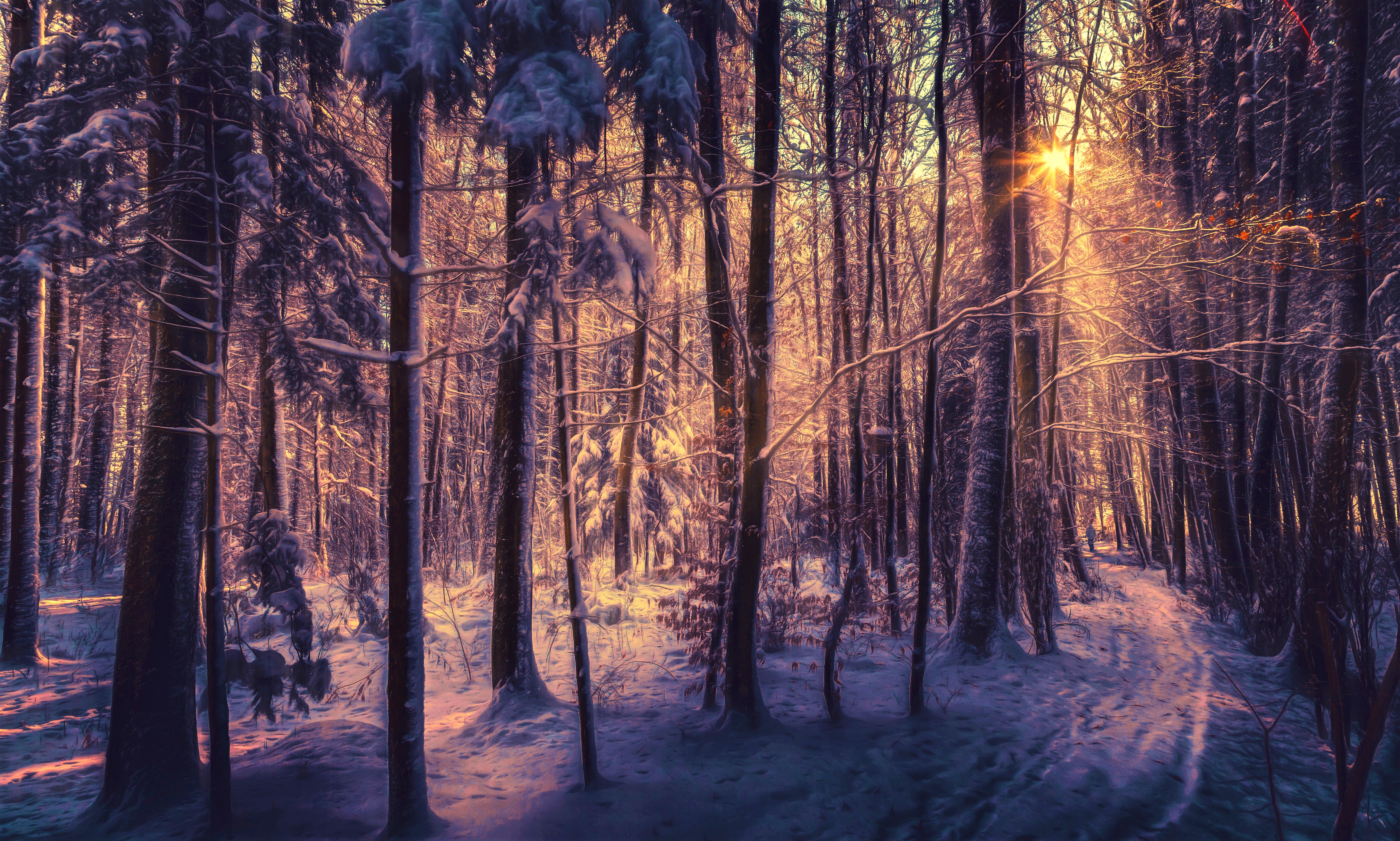 Download mobile wallpaper Winter, Sunset, Snow, Forest, Earth for free.